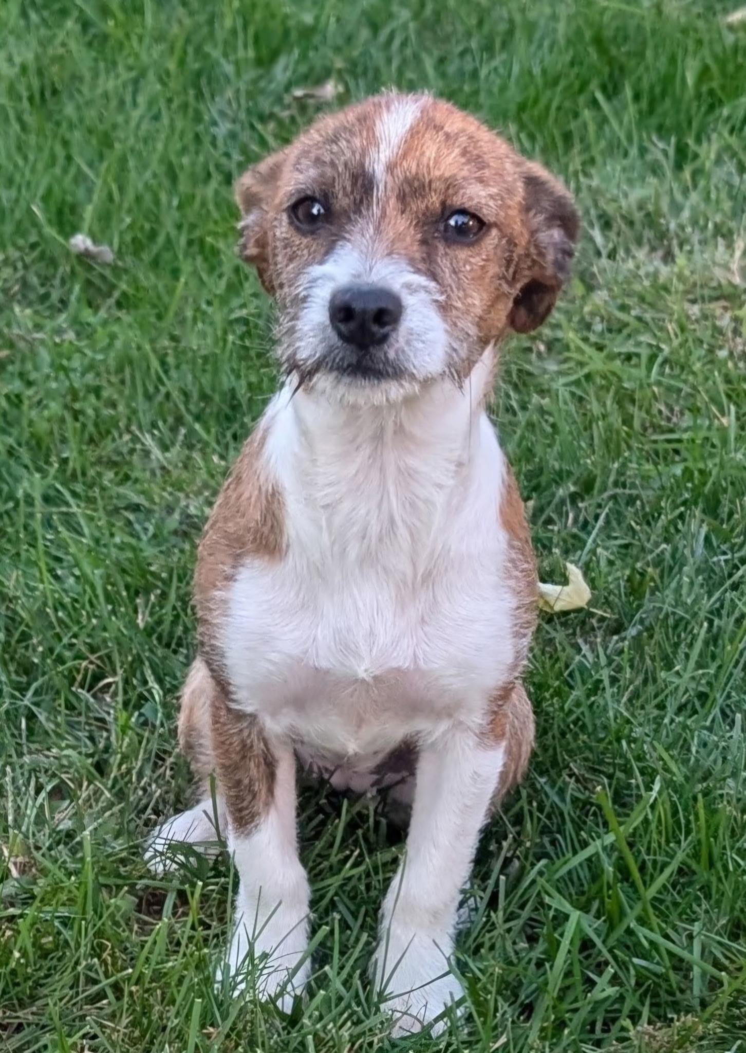 Enlarge GRACIE, a Adopted mixed breed in Wilmington, OH image 2/2