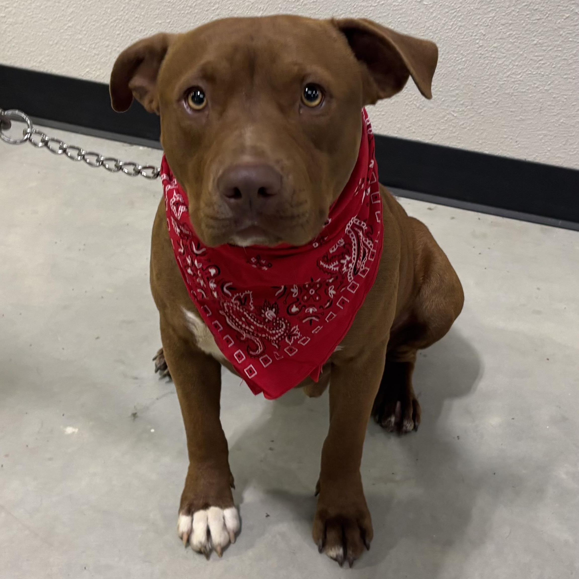 Red, a ADOPTABLE mixed breed in Woodland, CA image 1/3