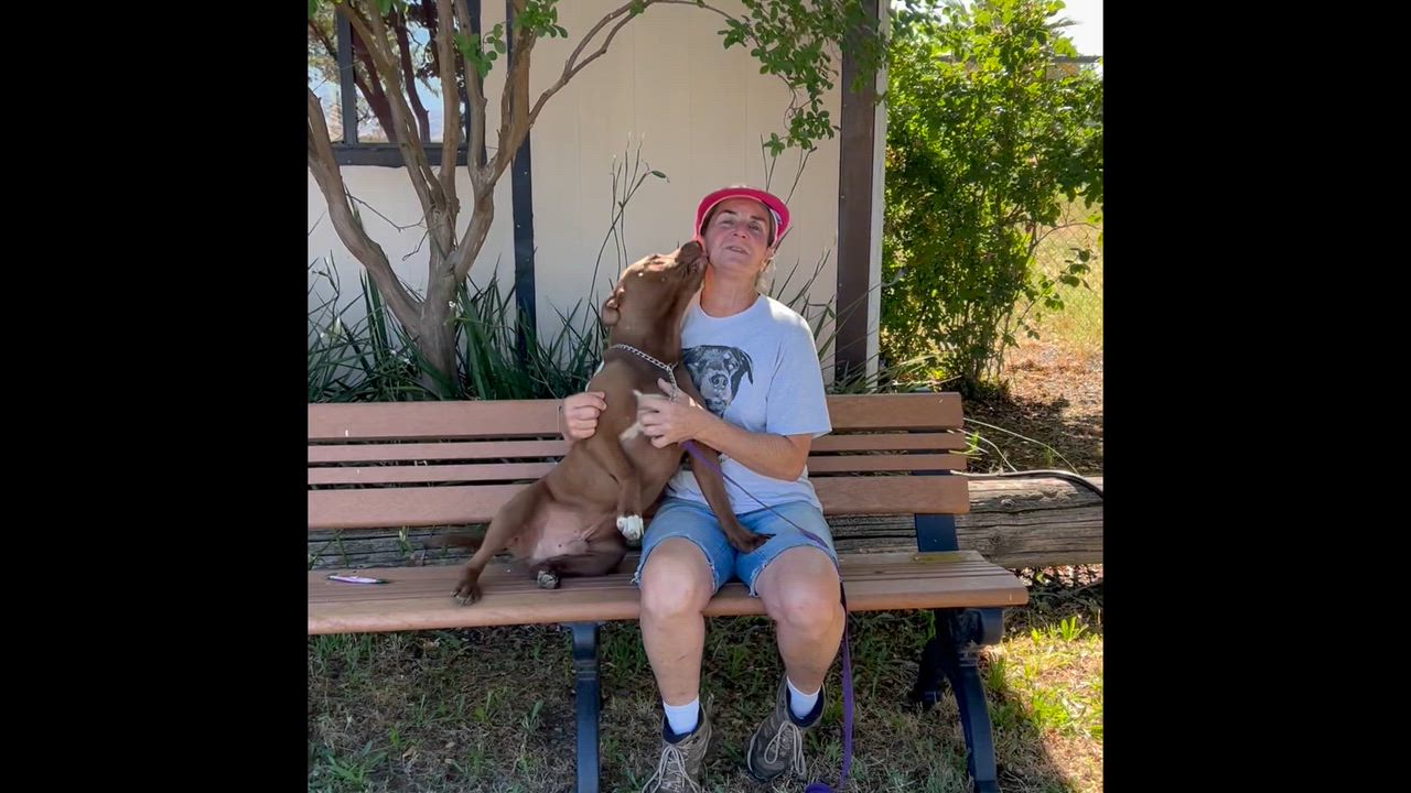 Enlarge Red, a ADOPTABLE mixed breed in Woodland, CA video 3/3