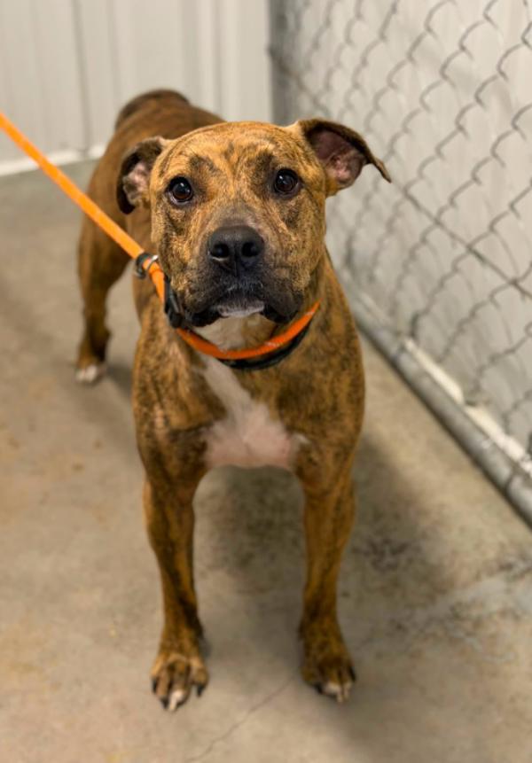 Patty Melt, Adoptable, Adult Male Boxer.