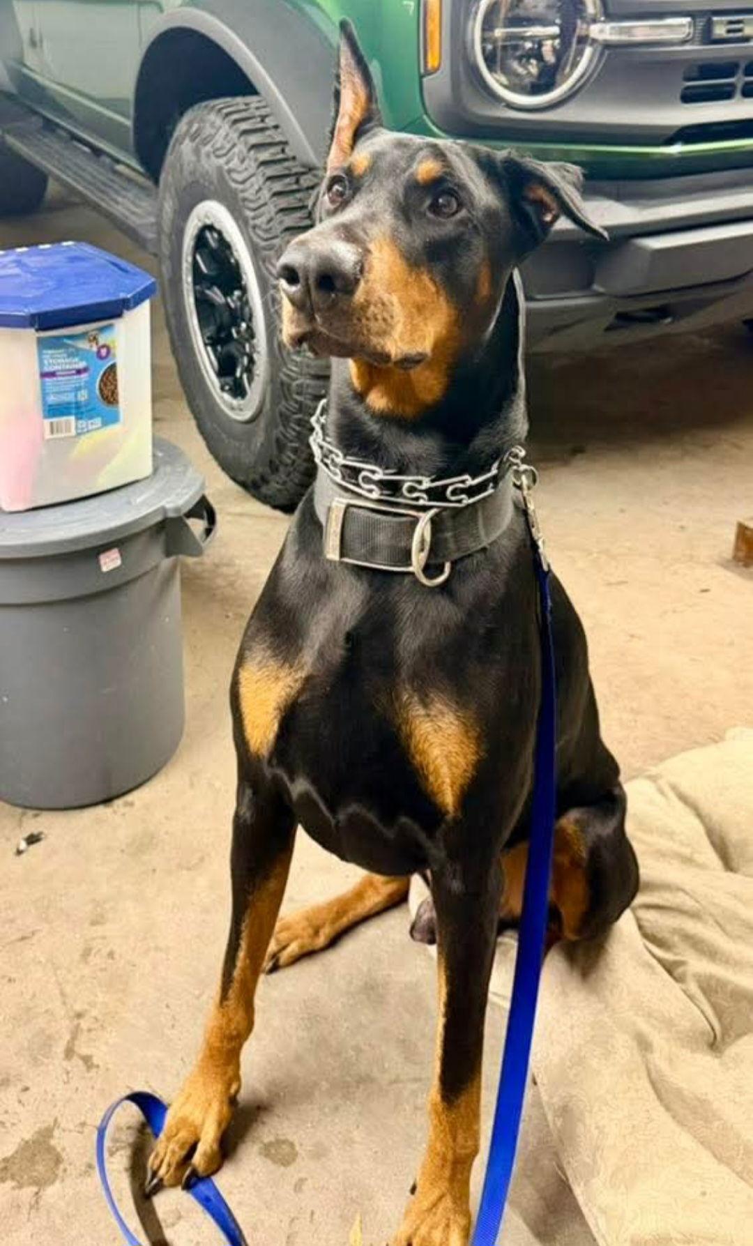 Enlarge Bowser, a Adopted Doberman Pinscher in Buffalo, MN image 1/3