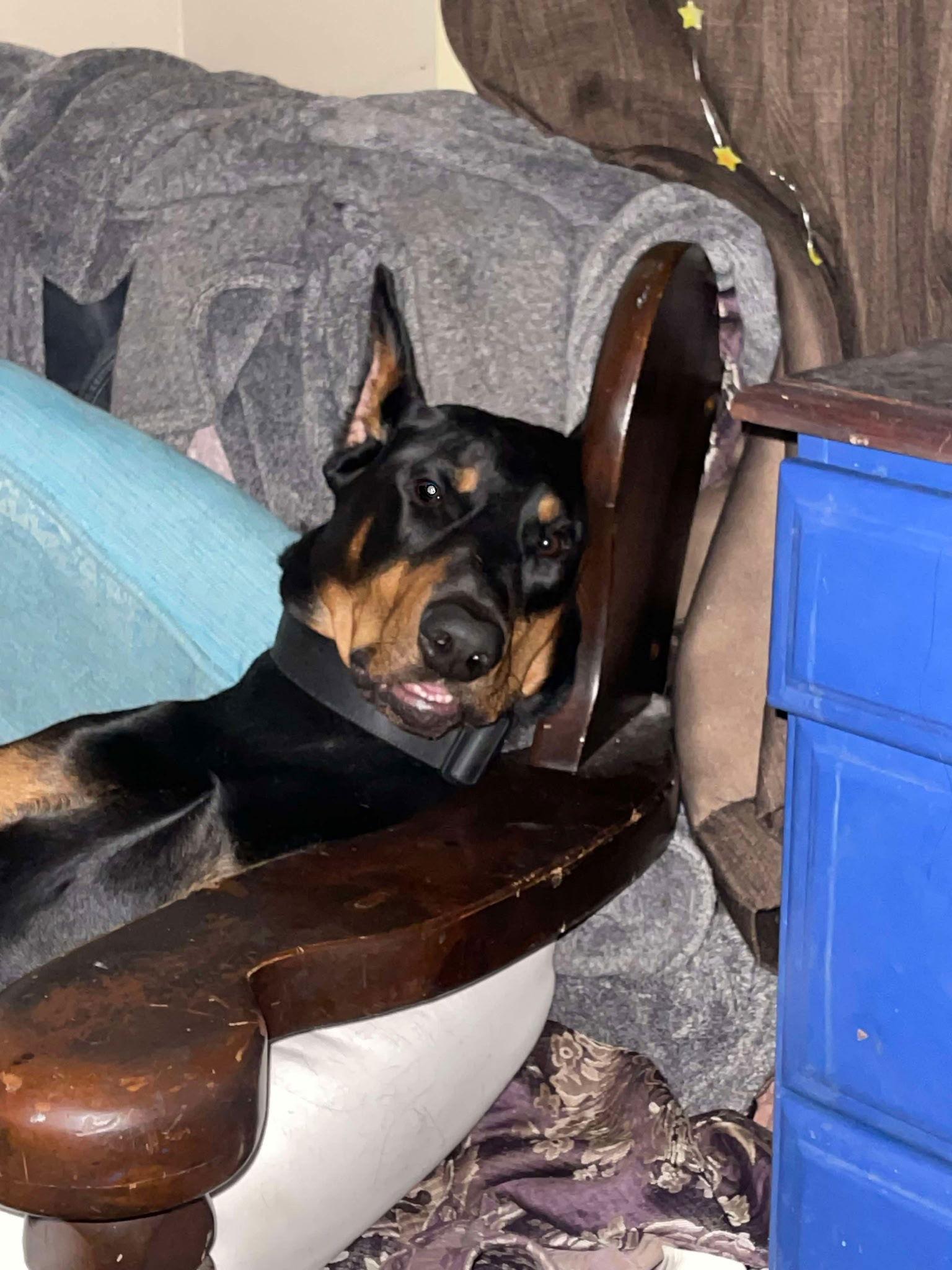 Enlarge Bowser, a Adopted Doberman Pinscher in Buffalo, MN image 2/3