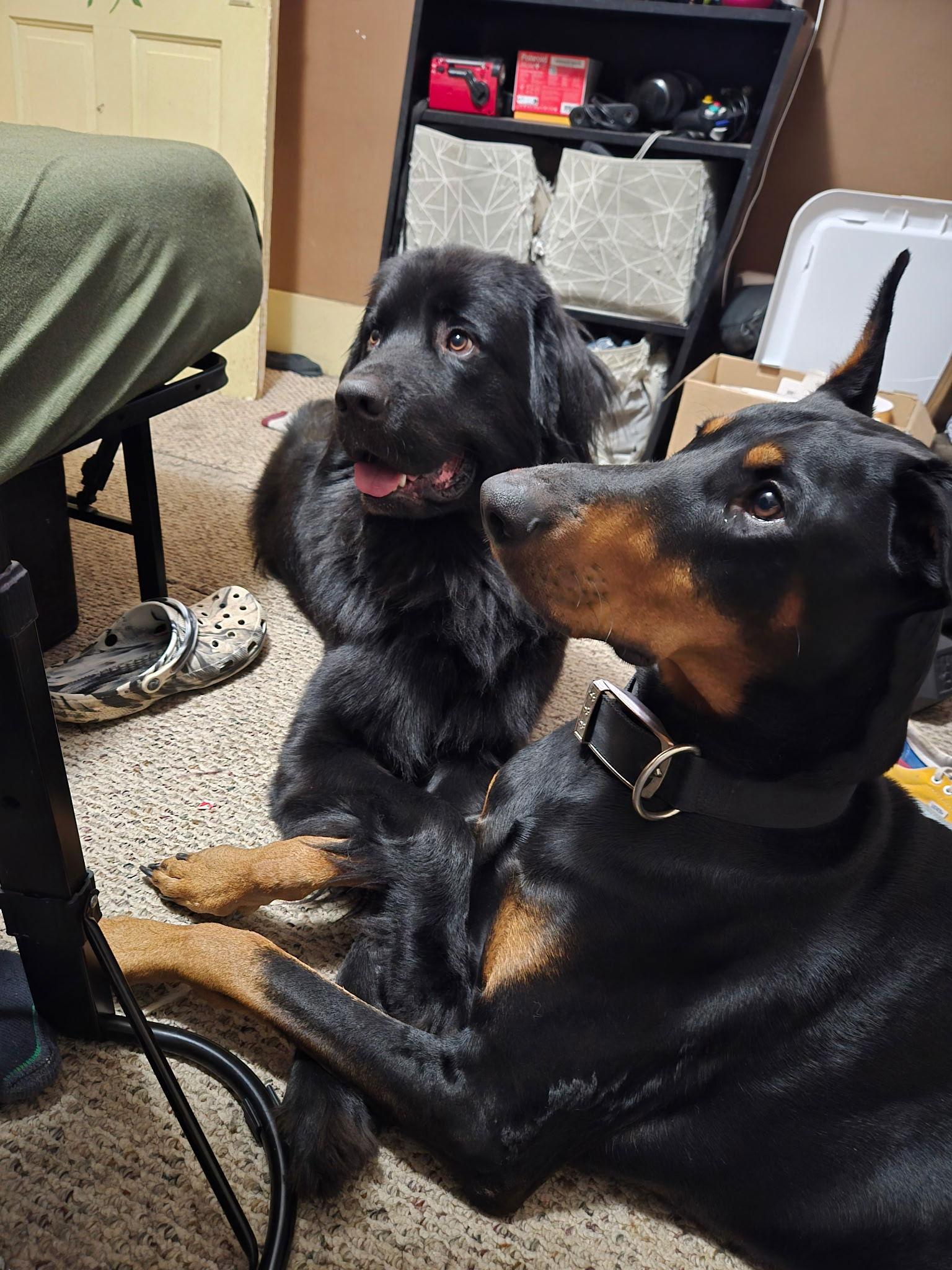 Enlarge Bowser-Adoption Pending, a Adoptable Doberman Pinscher in Buffalo, MN image 3/3