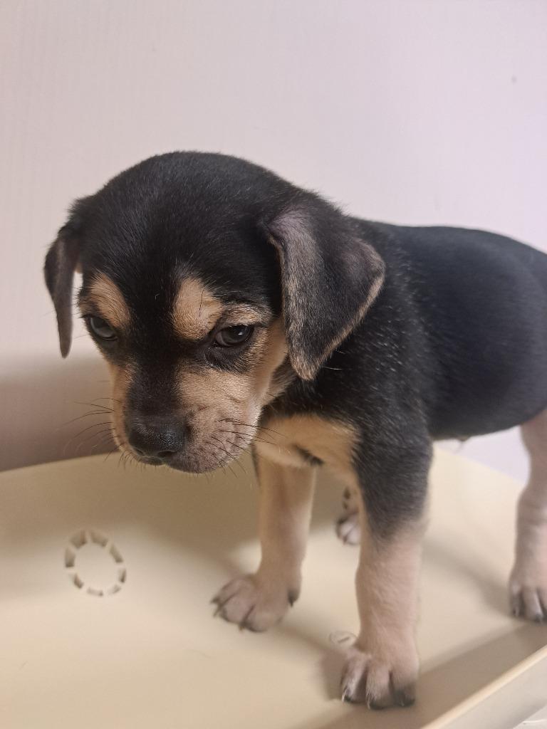 Mike, Adoptable, Puppy Male Pug & Mixed Breed.