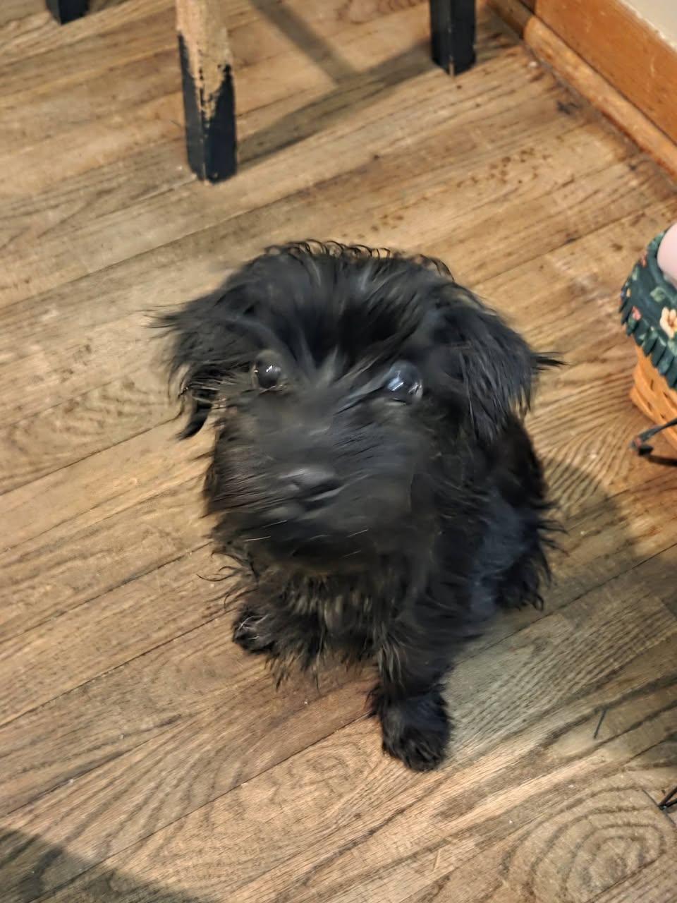 Chanel's Pup  Archie