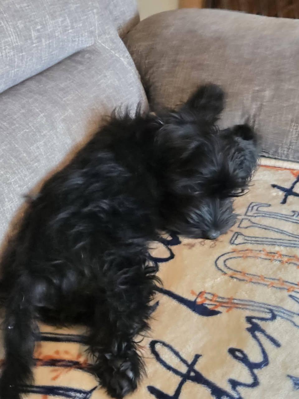 Chanel's Pup  Archie thumbnail 2