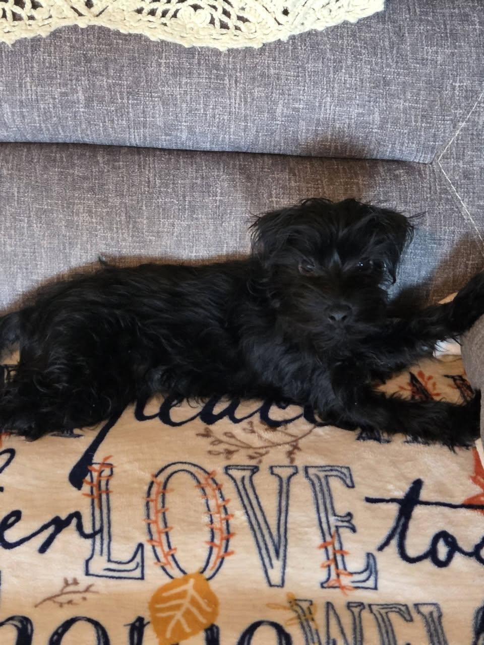 Chanel's Pup  Archie thumbnail 3