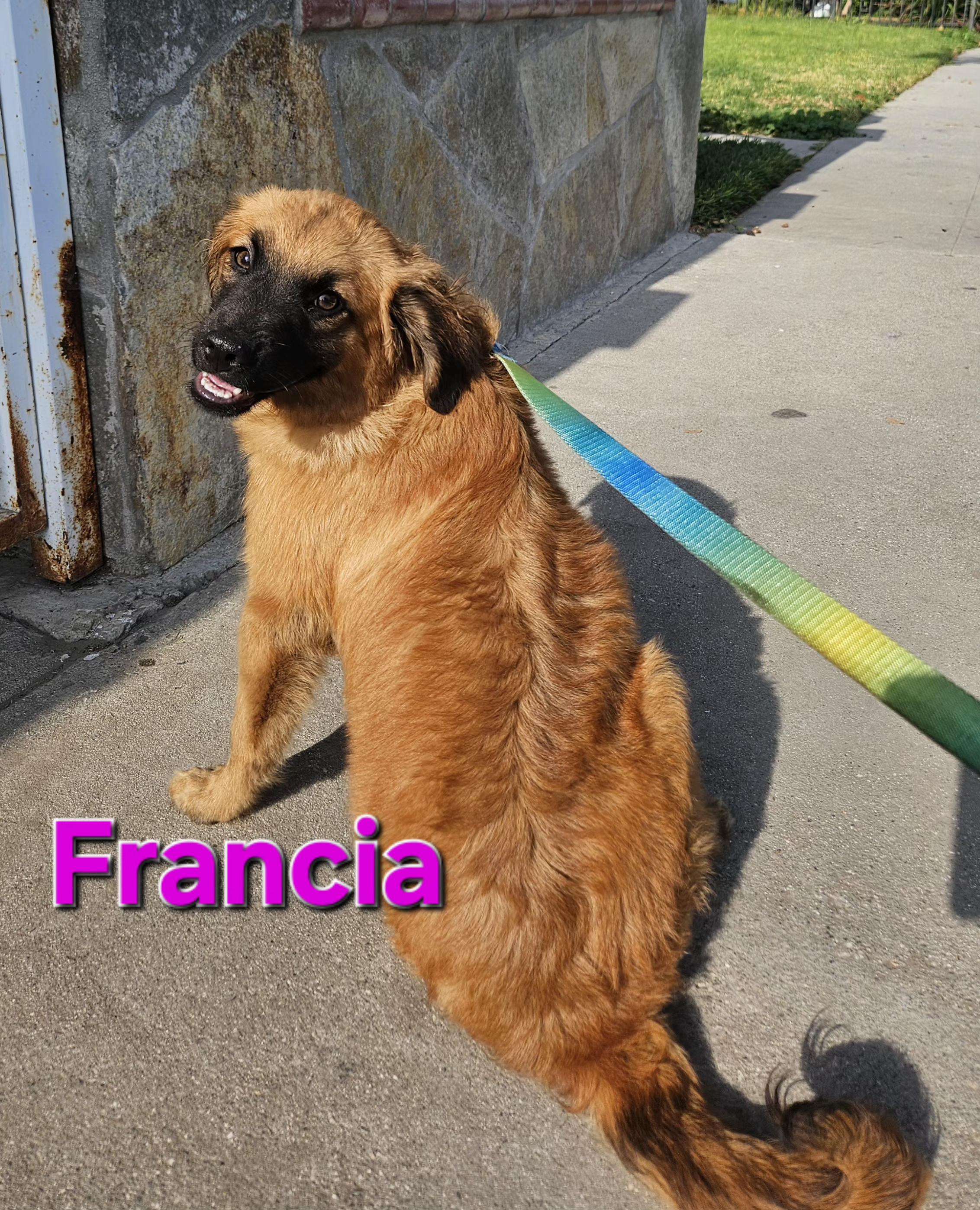 Enlarge Francia, a ADOPTABLE mixed breed in Los Angeles, CA image 1/4