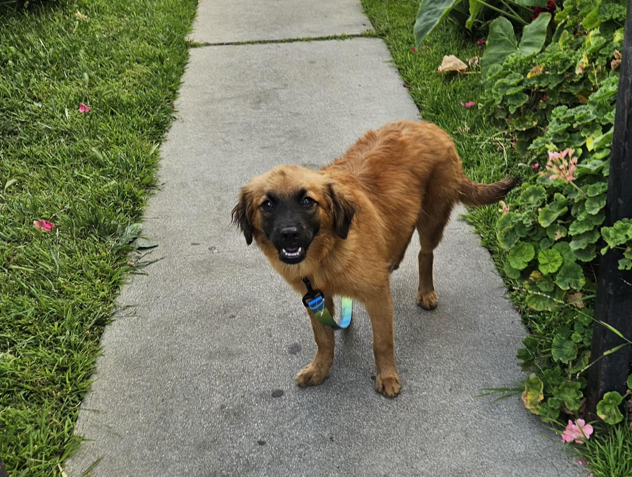 Enlarge Francia, a ADOPTABLE mixed breed in Los Angeles, CA image 2/4