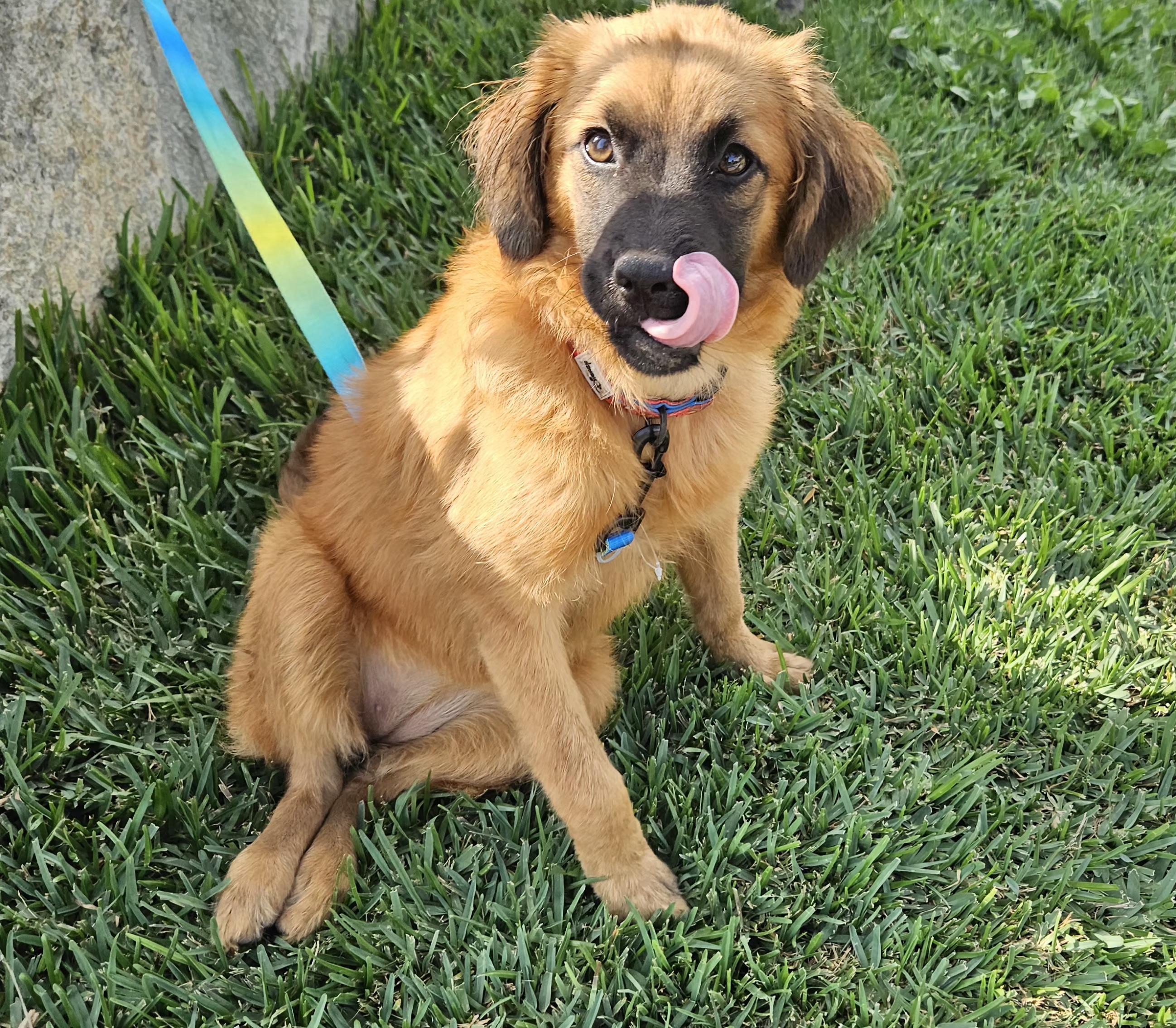Enlarge Francia, a ADOPTABLE mixed breed in Los Angeles, CA image 4/4