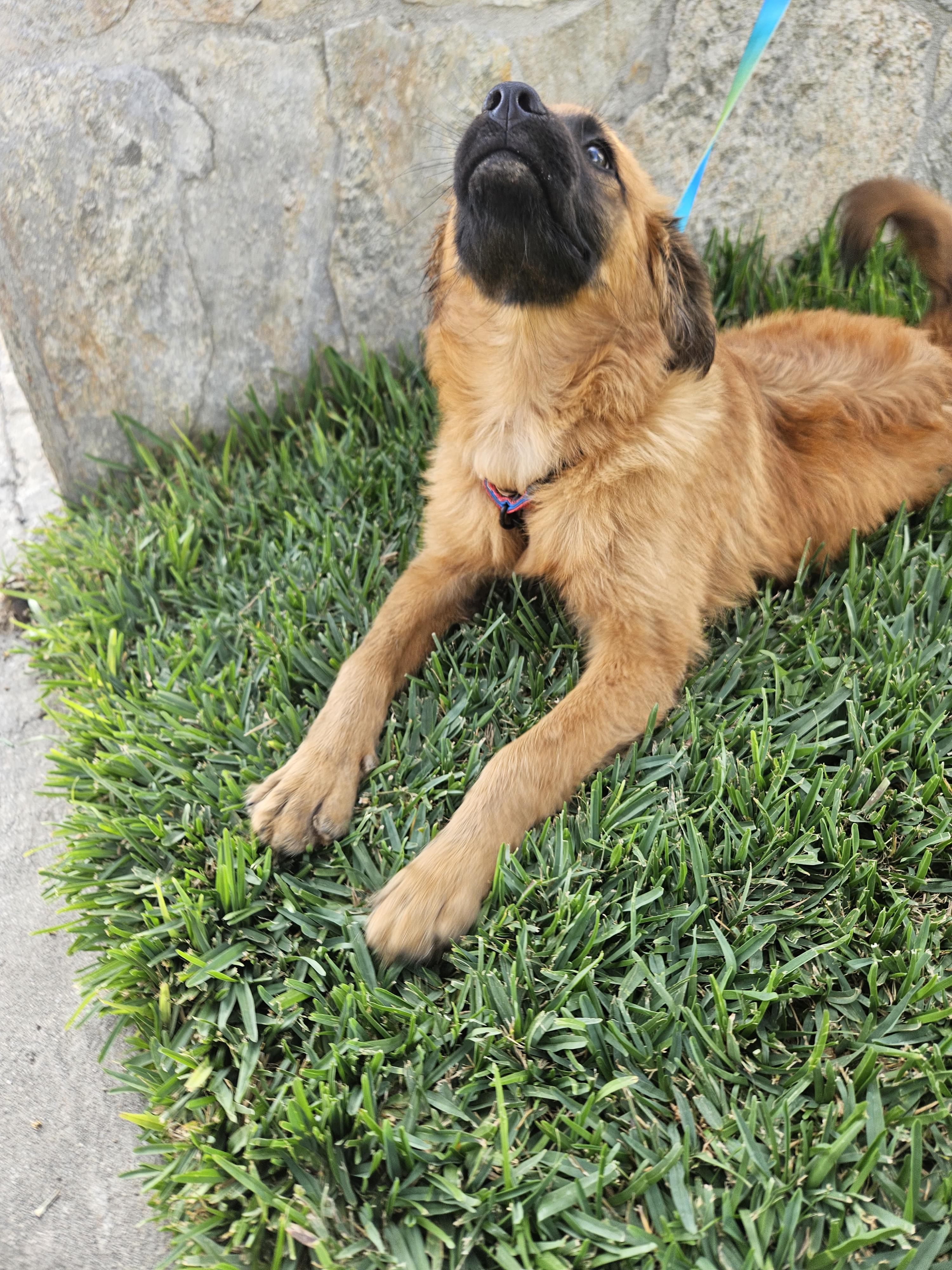 Enlarge Francia, a ADOPTABLE mixed breed in Los Angeles, CA image 3/4