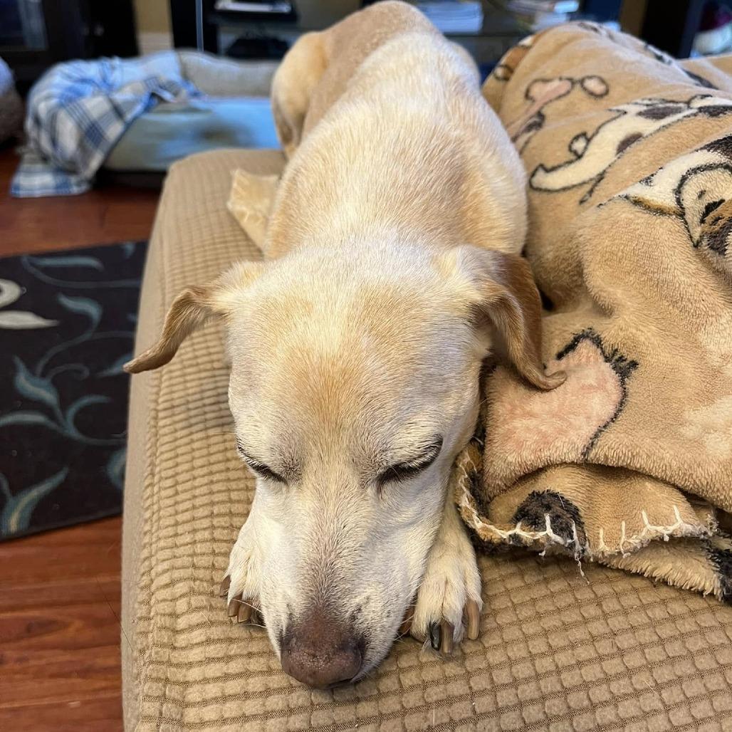 Mochi Milkshake, Adoptable, Senior Male Chihuahua.