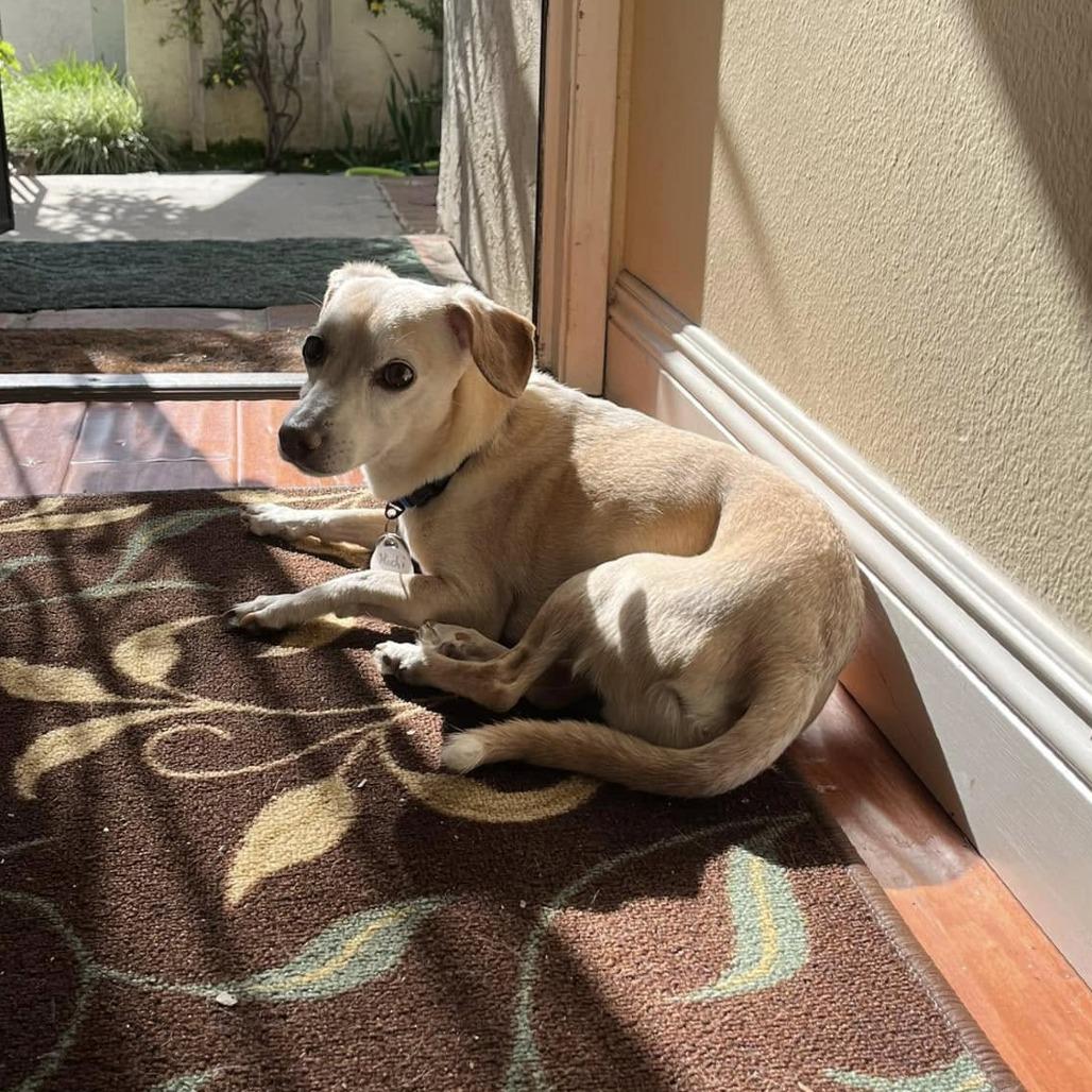 Mochi Milkshake — thumbnail 2