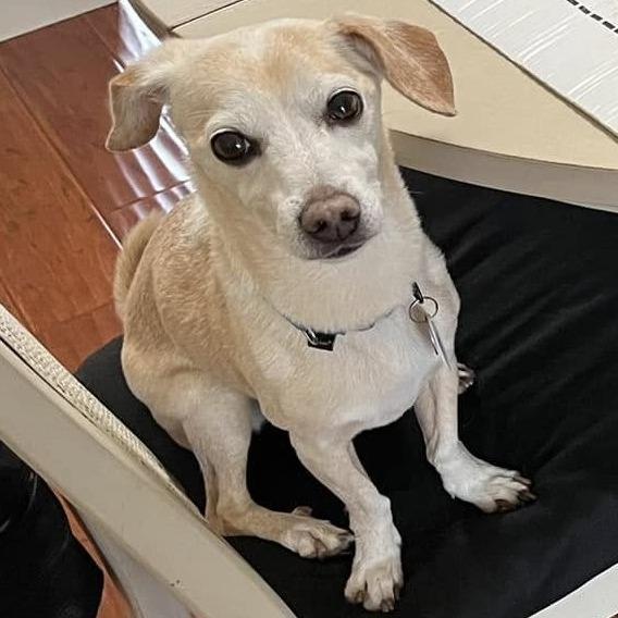 Enlarge Mochi Milkshake, a Adoptable Chihuahua in Ramona, CA image 3/6