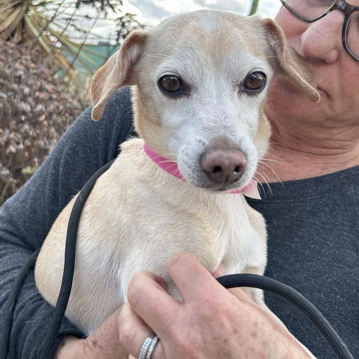 Enlarge Mochi Milkshake, a Adoptable Chihuahua in Ramona, CA image 5/6