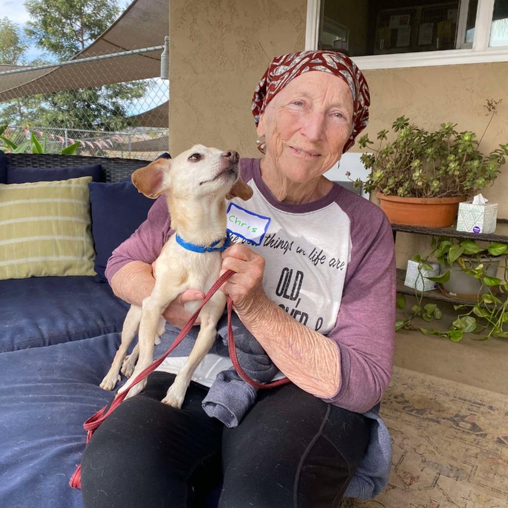 Enlarge Mochi Milkshake, a Adoptable Chihuahua in Ramona, CA image 6/6