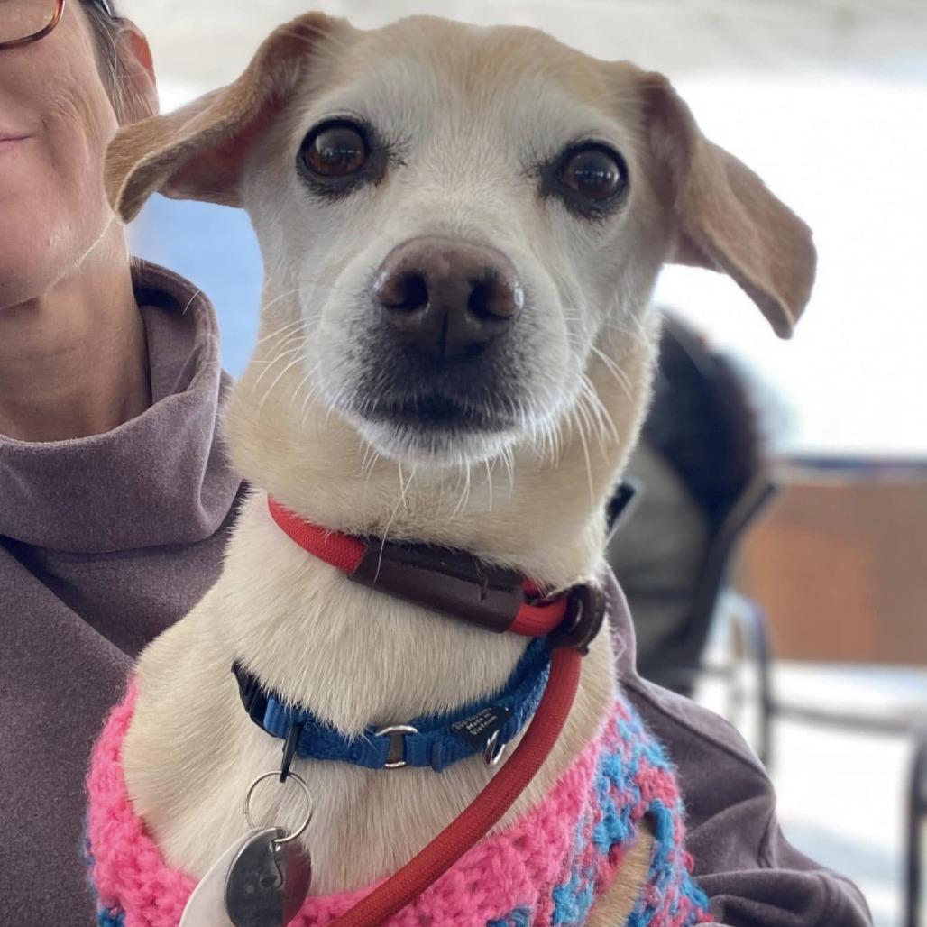 Enlarge Mochi Milkshake, a Adoptable Chihuahua in Ramona, CA image 6/6