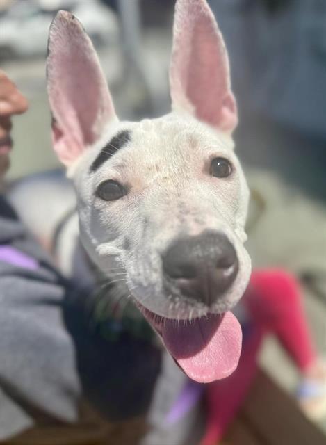 Pixel Pit Bull Terrier Dog