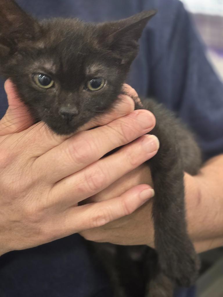 Cosmos, Adopted, Young Male Domestic Medium Hair.