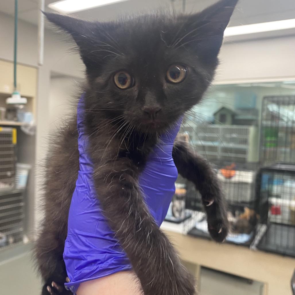 Enlarge Benadryl, a Adoptable Domestic Short Hair in Westminster, CA image 1/1