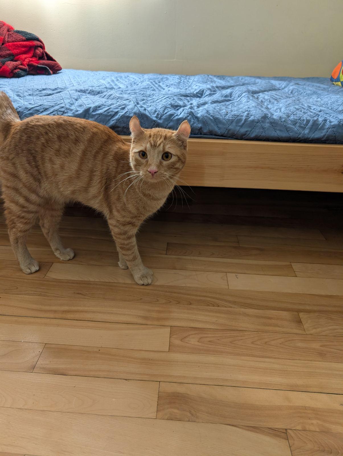 Caramel (Duo avec Blanchet), ADOPTABLE, Adult Male Tabby.