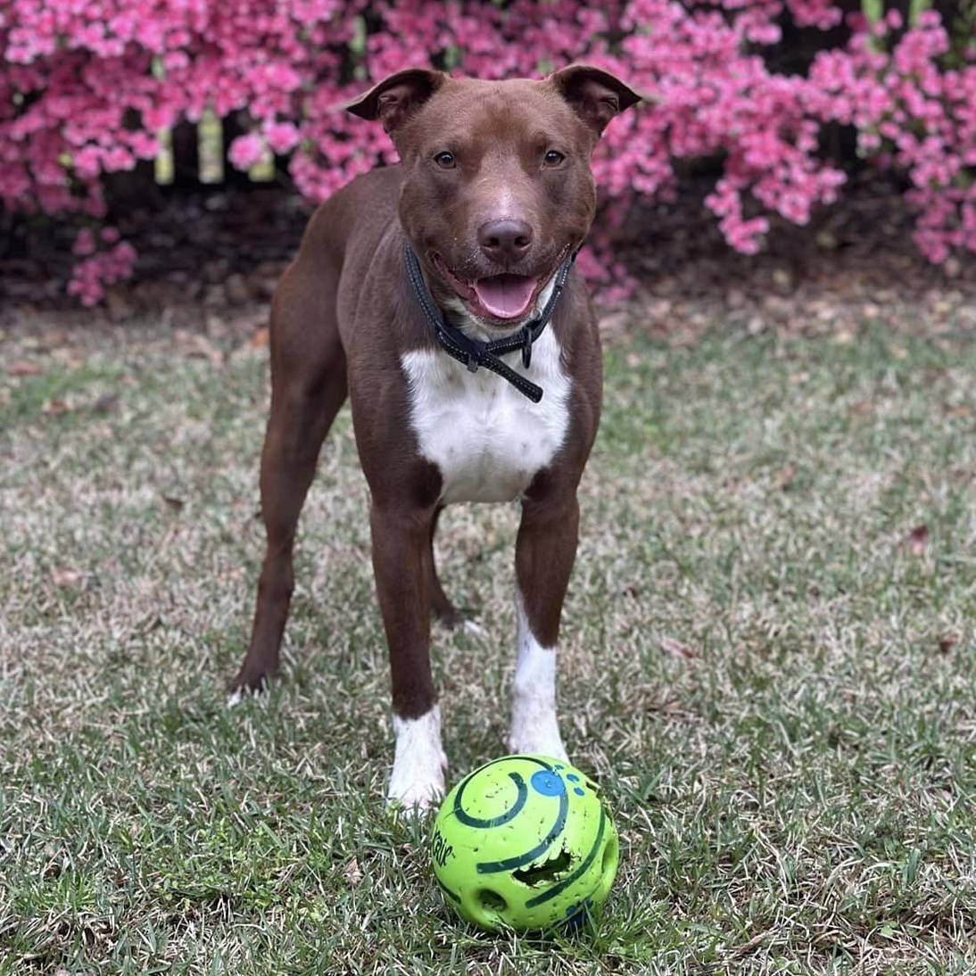 Enlarge Prince, a Adoptable mixed breed in Ayden, NC image 3/6