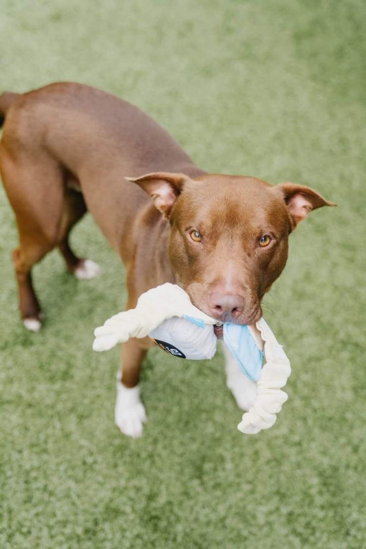 Enlarge Prince, a Adoptable mixed breed in Ayden, NC image 4/6