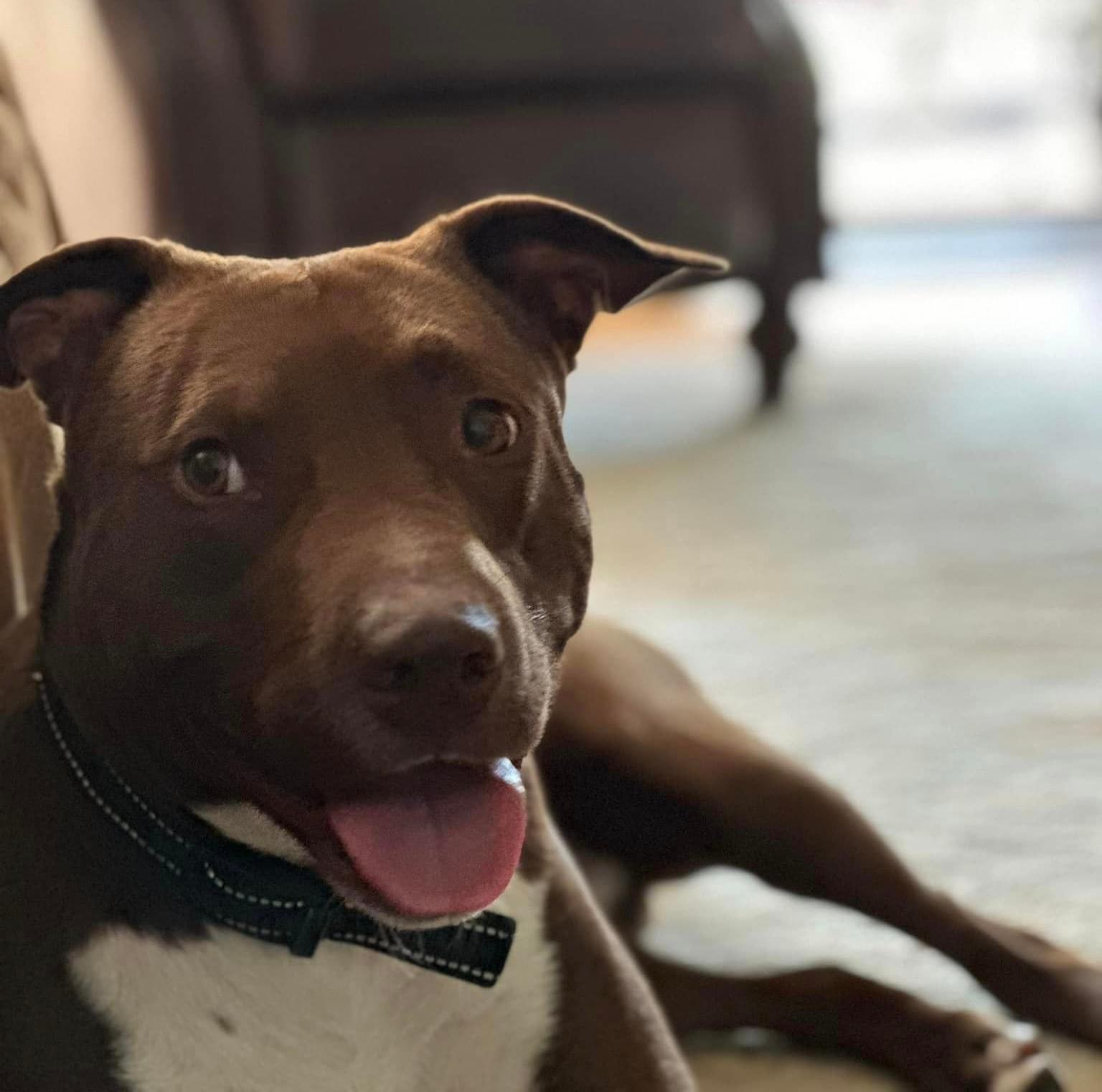 Enlarge Prince, a Adoptable mixed breed in Ayden, NC image 1/6