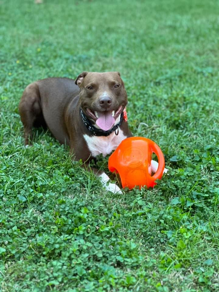 Enlarge Prince, a Adoptable mixed breed in Ayden, NC image 2/6