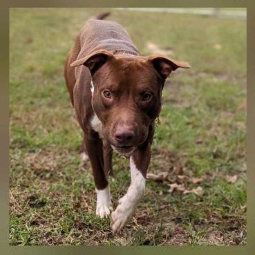 Enlarge Prince, a Adoptable mixed breed in Ayden, NC image 5/6