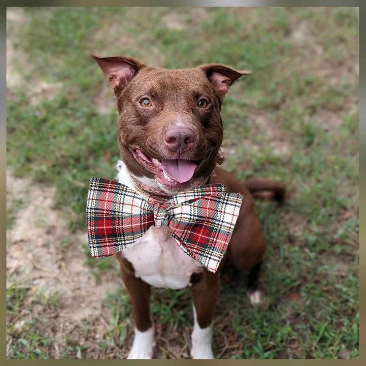 Enlarge Prince, a Adoptable mixed breed in Ayden, NC image 6/6