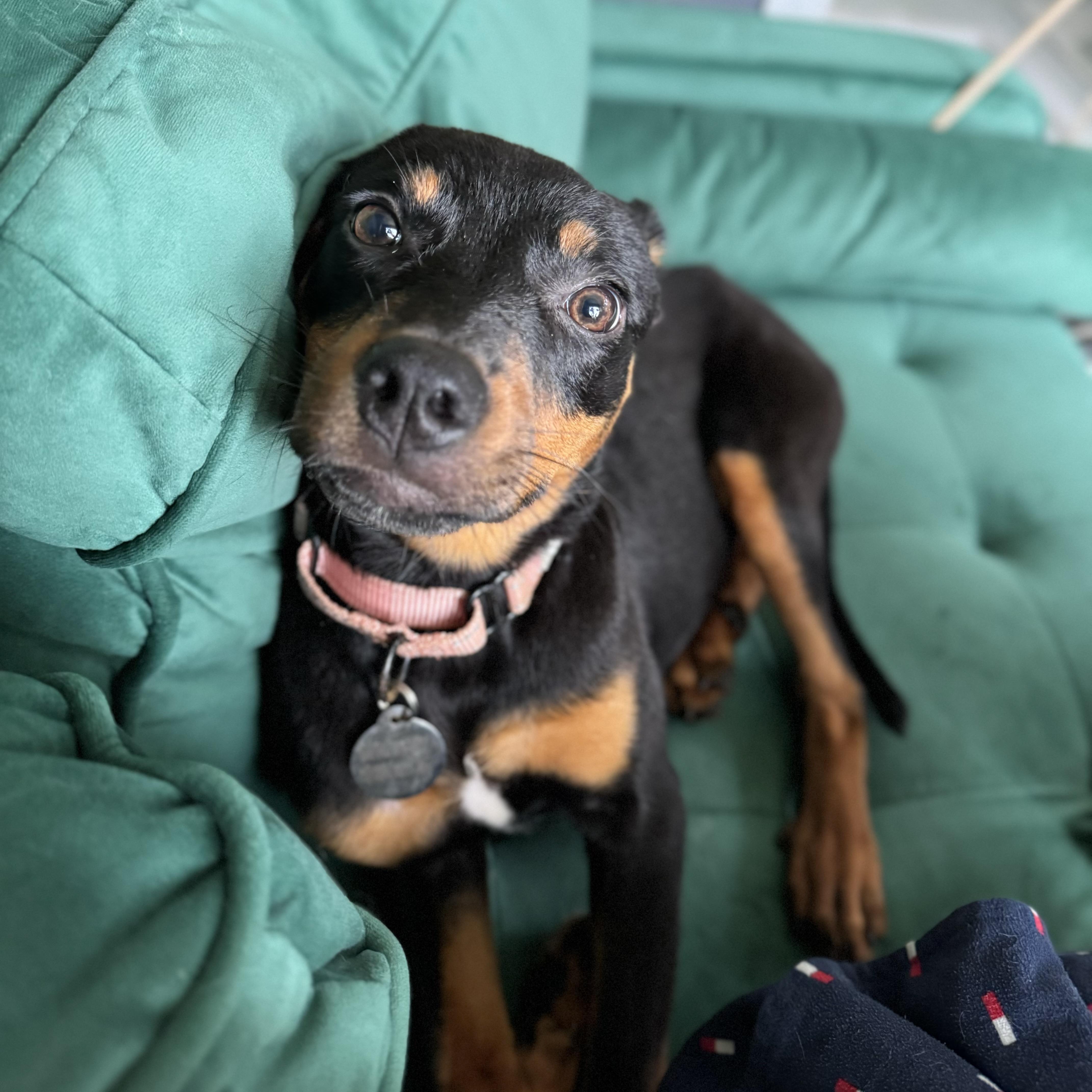 Lyra, an adopted mixed breed in China Township, MI image 4/6