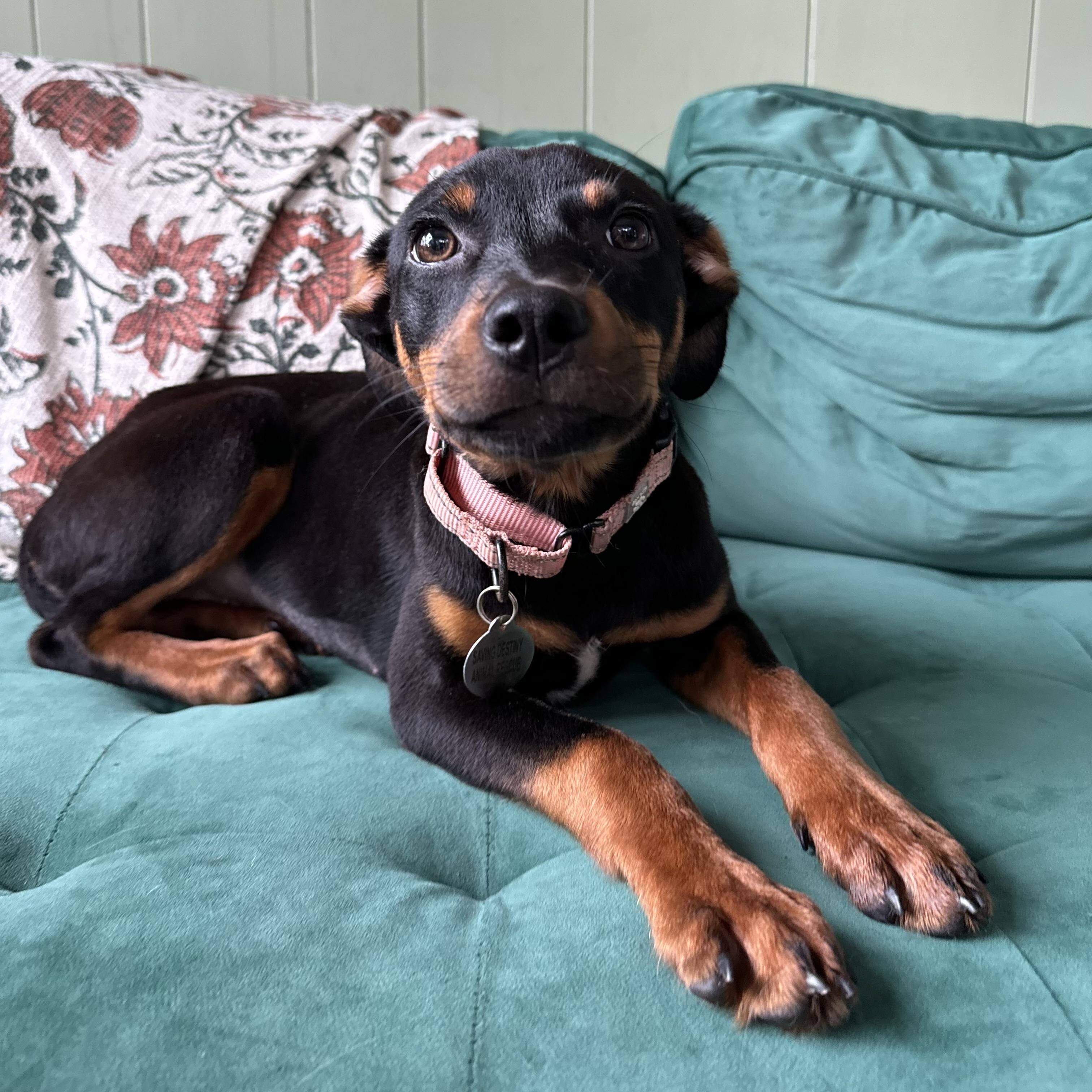 Lyra, an adopted mixed breed in China Township, MI image 5/6