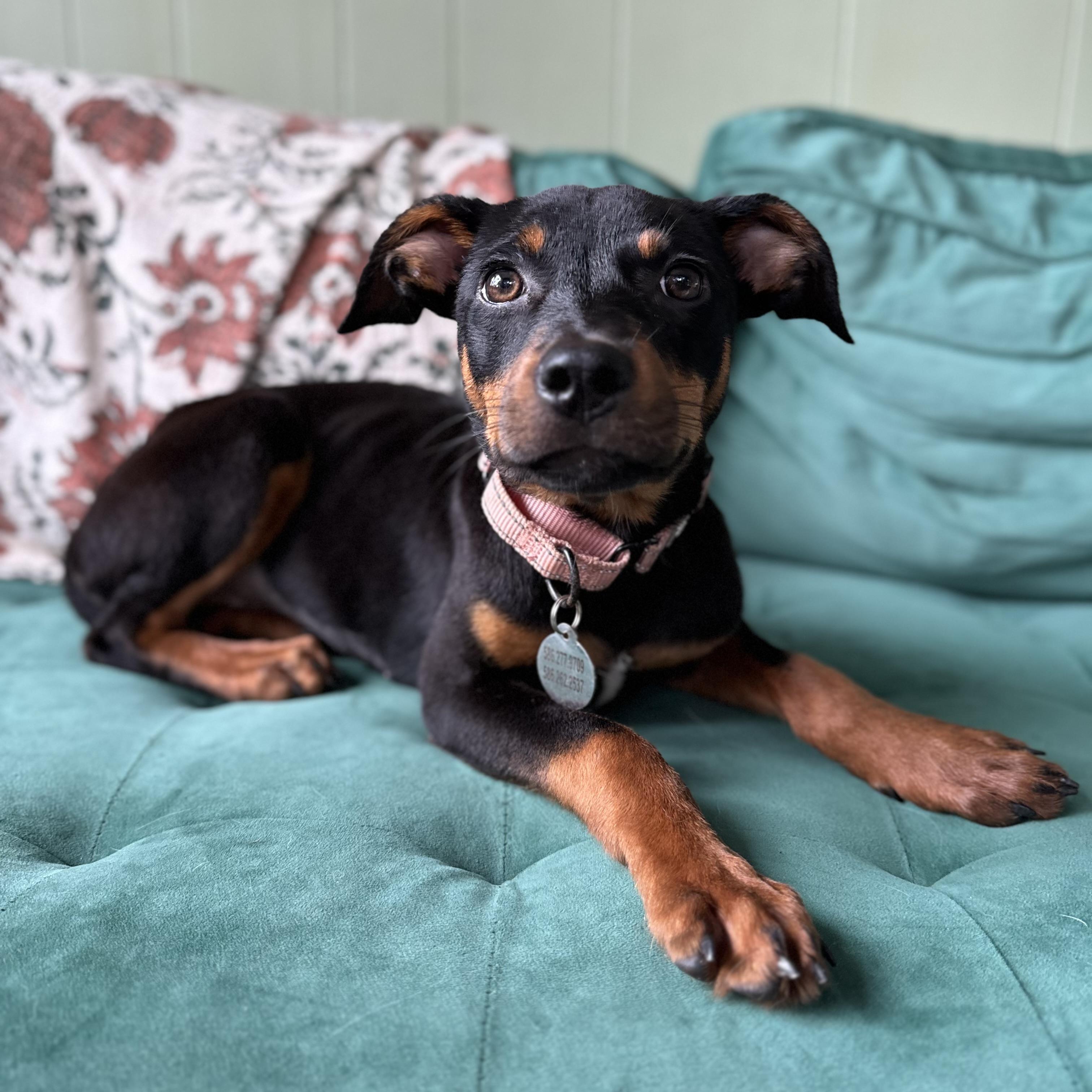 Lyra, adopted, Puppy Female Rottweiler.
