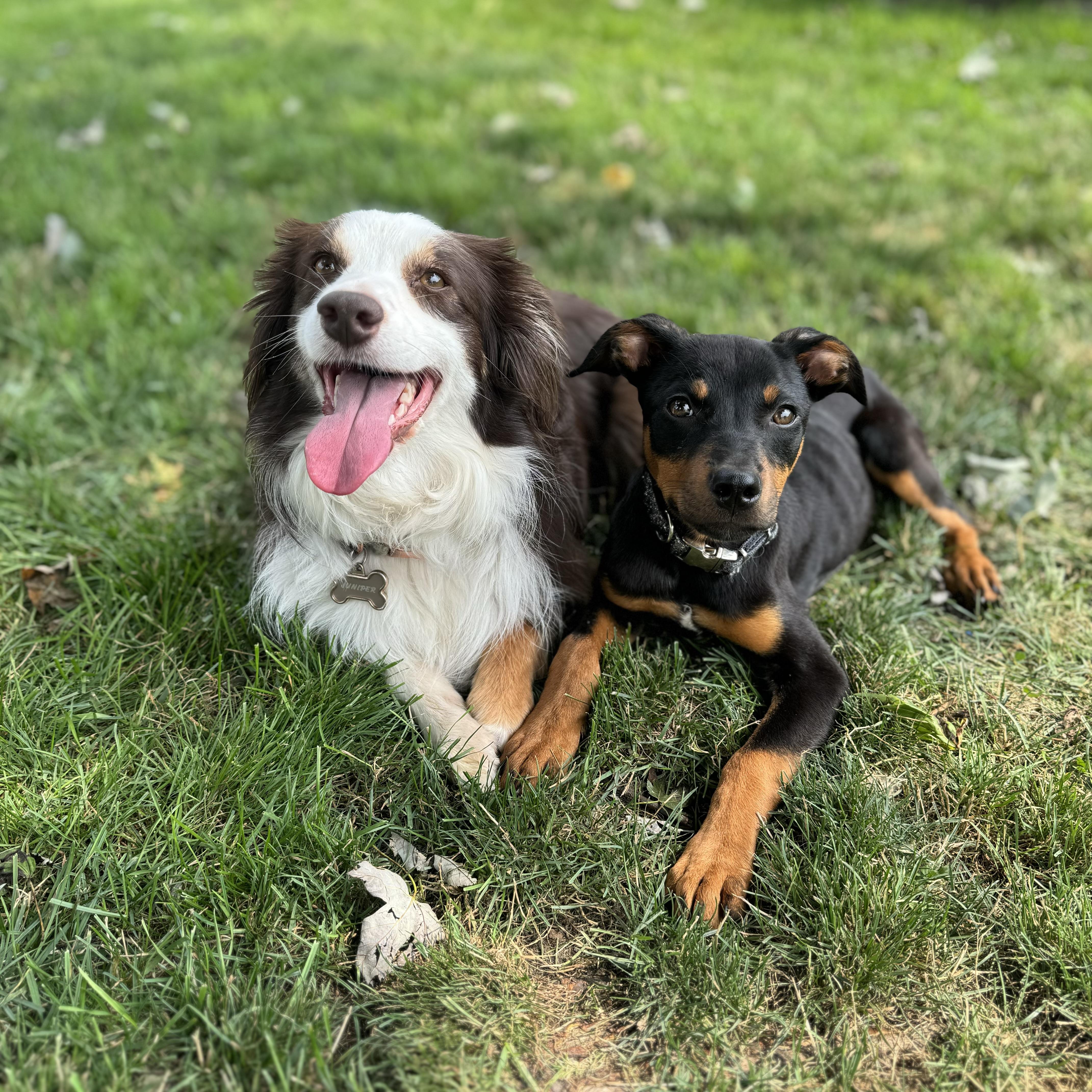 Lyra, an adopted mixed breed in China Township, MI image 2/6