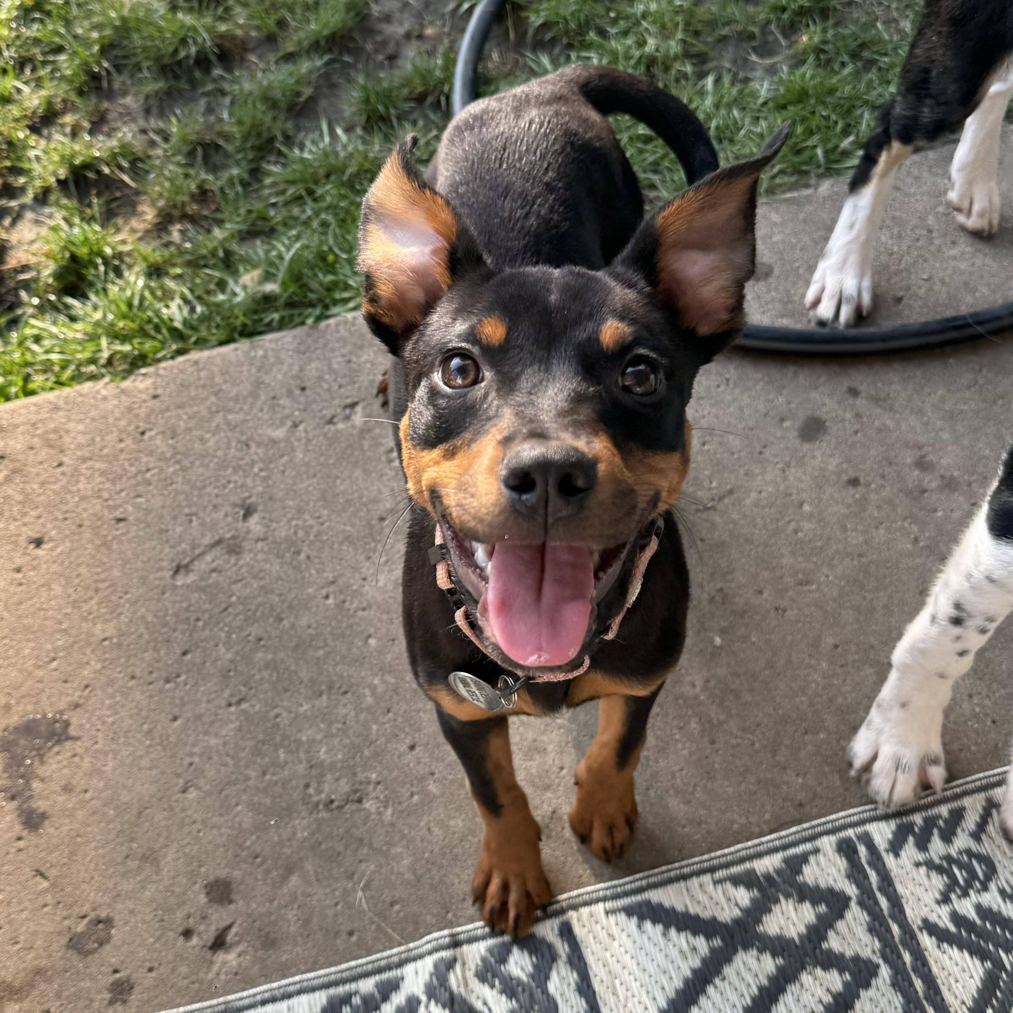 Lyra, an adopted mixed breed in China Township, MI image 6/6