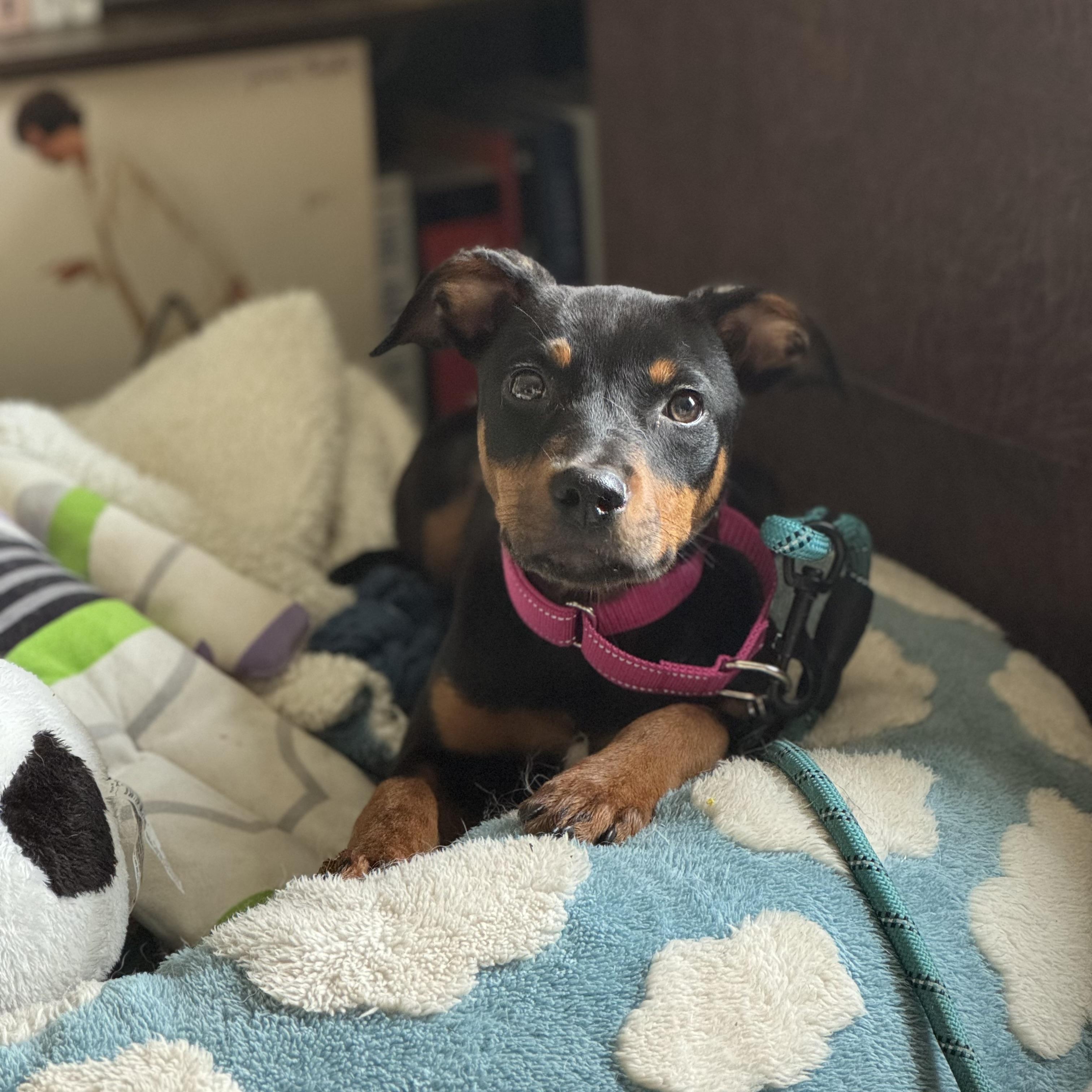 Lyra, an adopted mixed breed in China Township, MI image 3/6