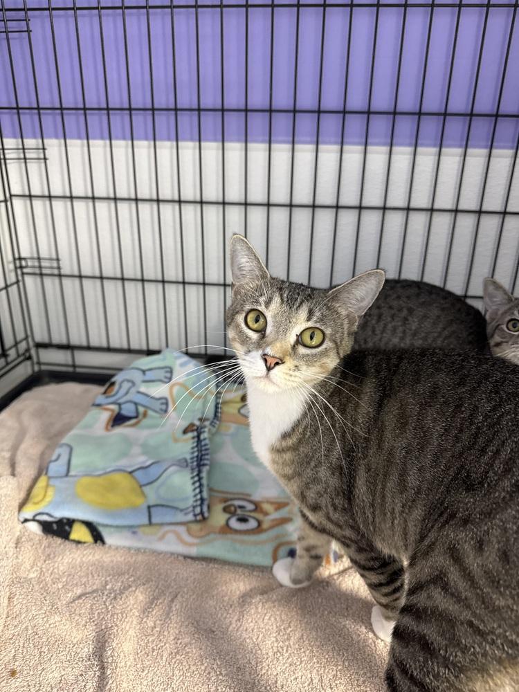 Miss Pickle, Adoptable, Adult Female Domestic Short Hair.