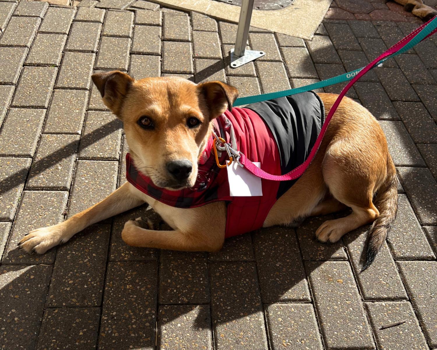 Enlarge Cookie, a Adoptable mixed breed in San Antonio, TX image 4/5