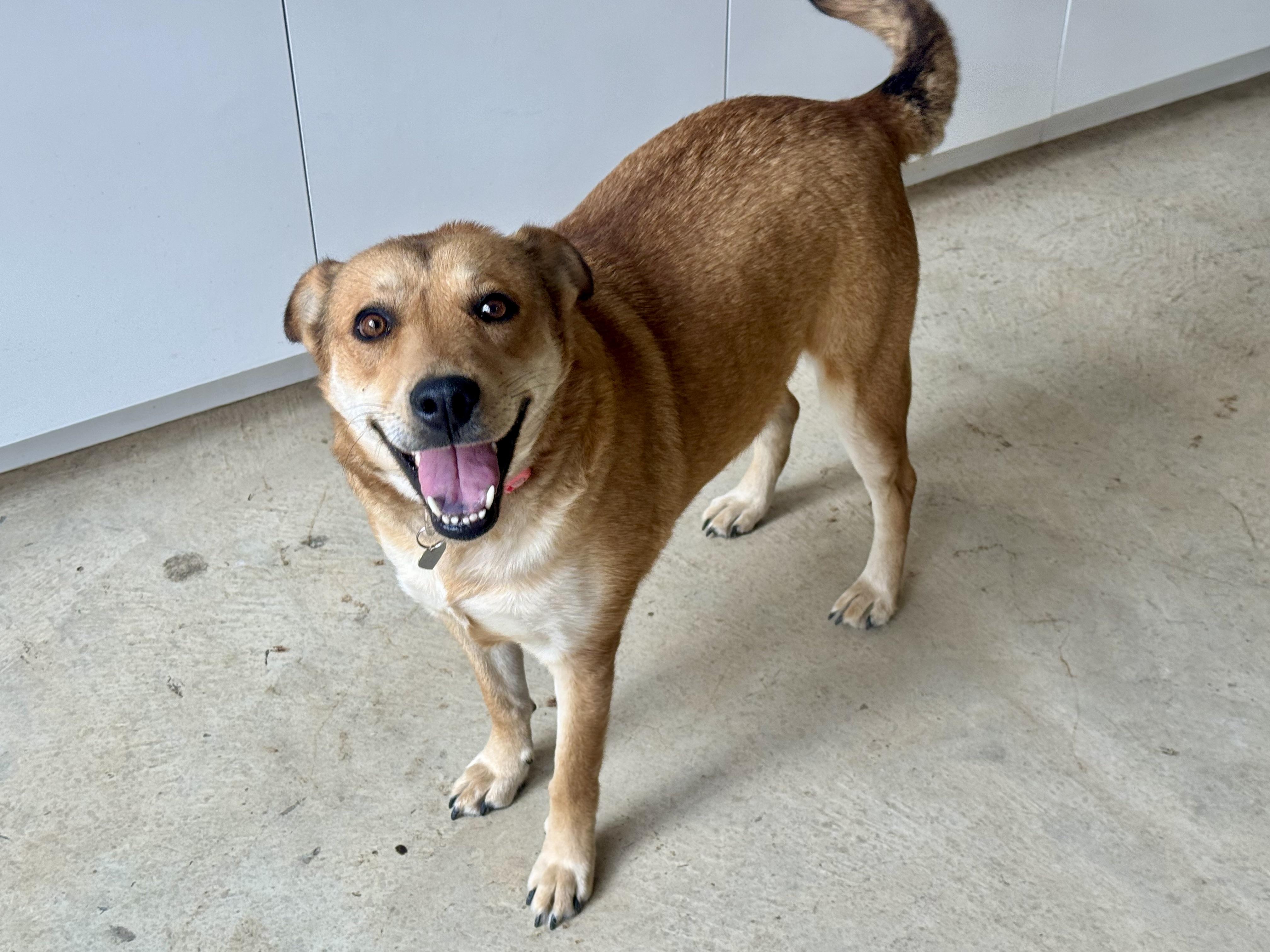 Cookie, a Adoptable mixed breed in San Antonio, TX image 4/5