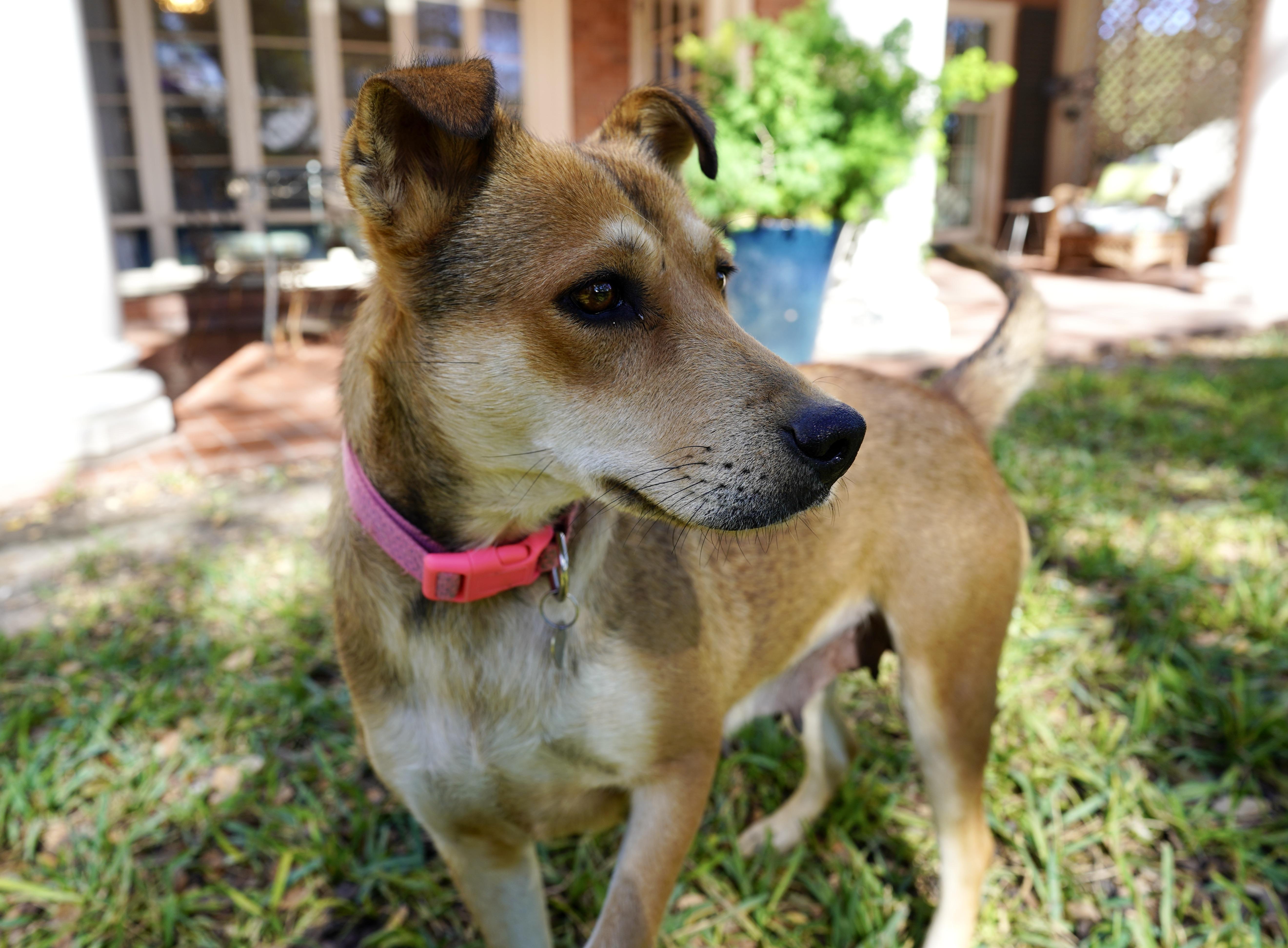 Enlarge Mama Cookie, a Adoptable mixed breed in San Antonio, TX image 4/5