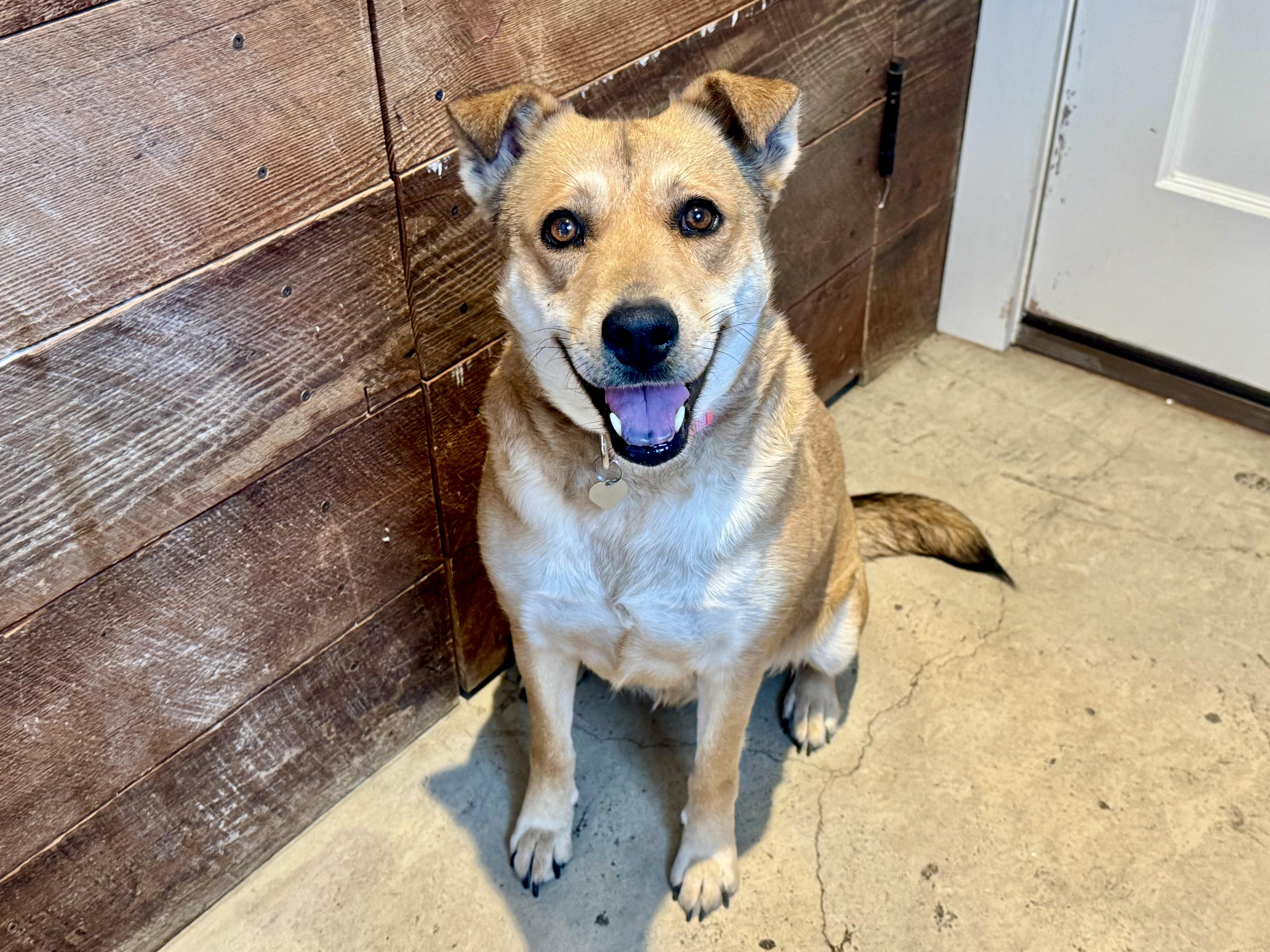 Cookie, a Adoptable mixed breed in San Antonio, TX image 3/5