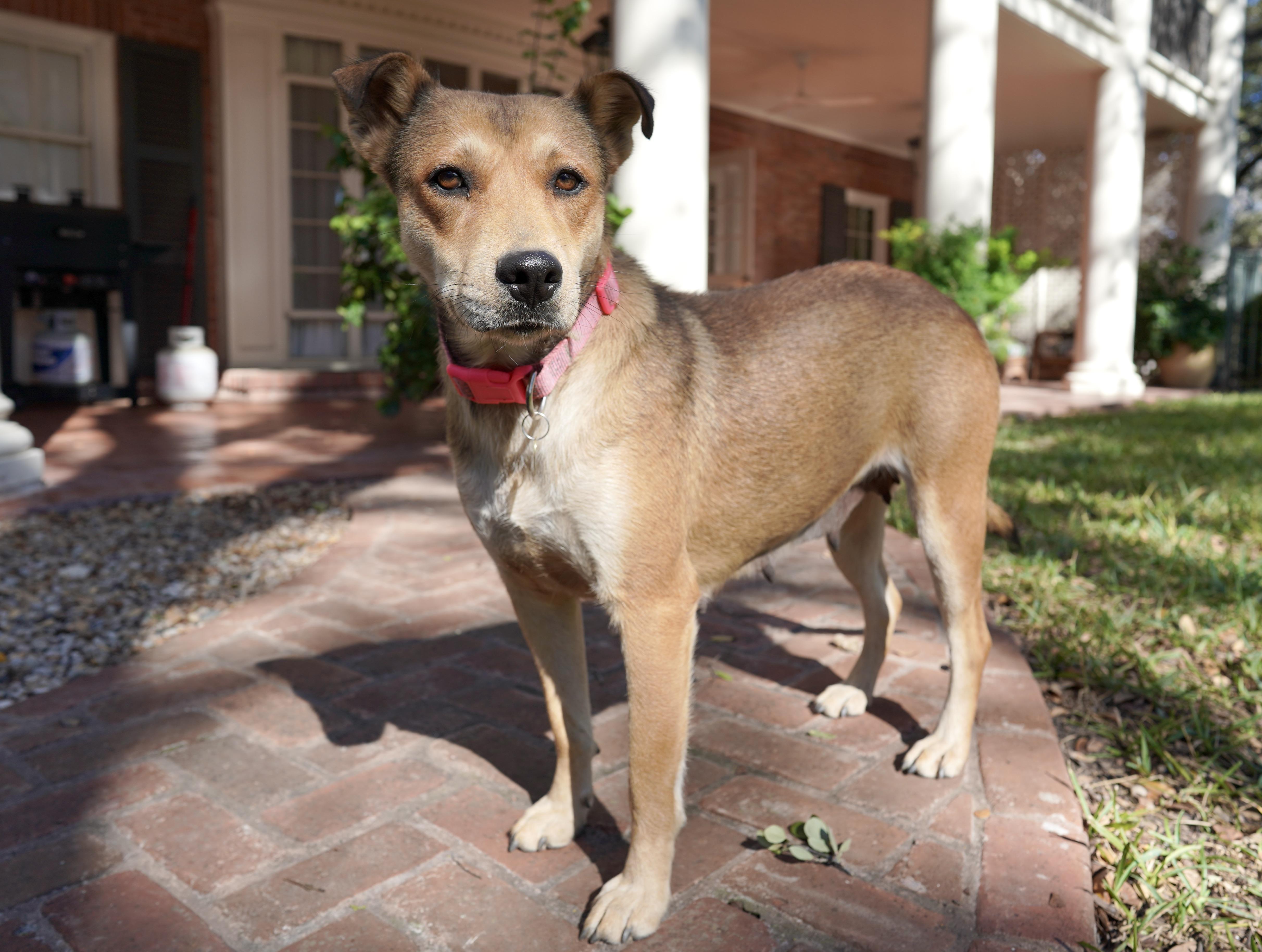 Enlarge Mama Cookie, a Adoptable mixed breed in San Antonio, TX image 3/5