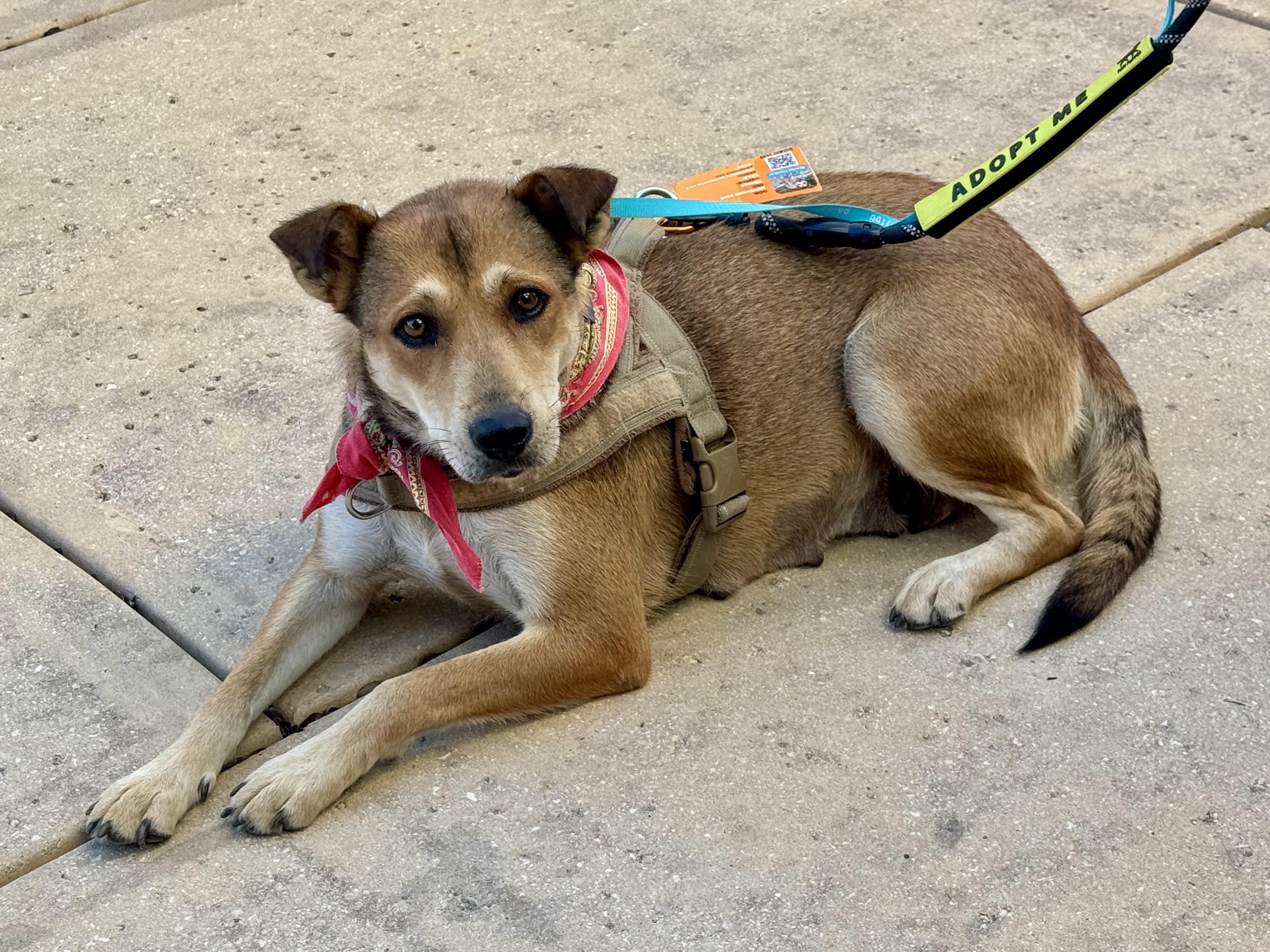 Mama Cookie, Adoptable, Adult Female Collie & Labrador Retriever.