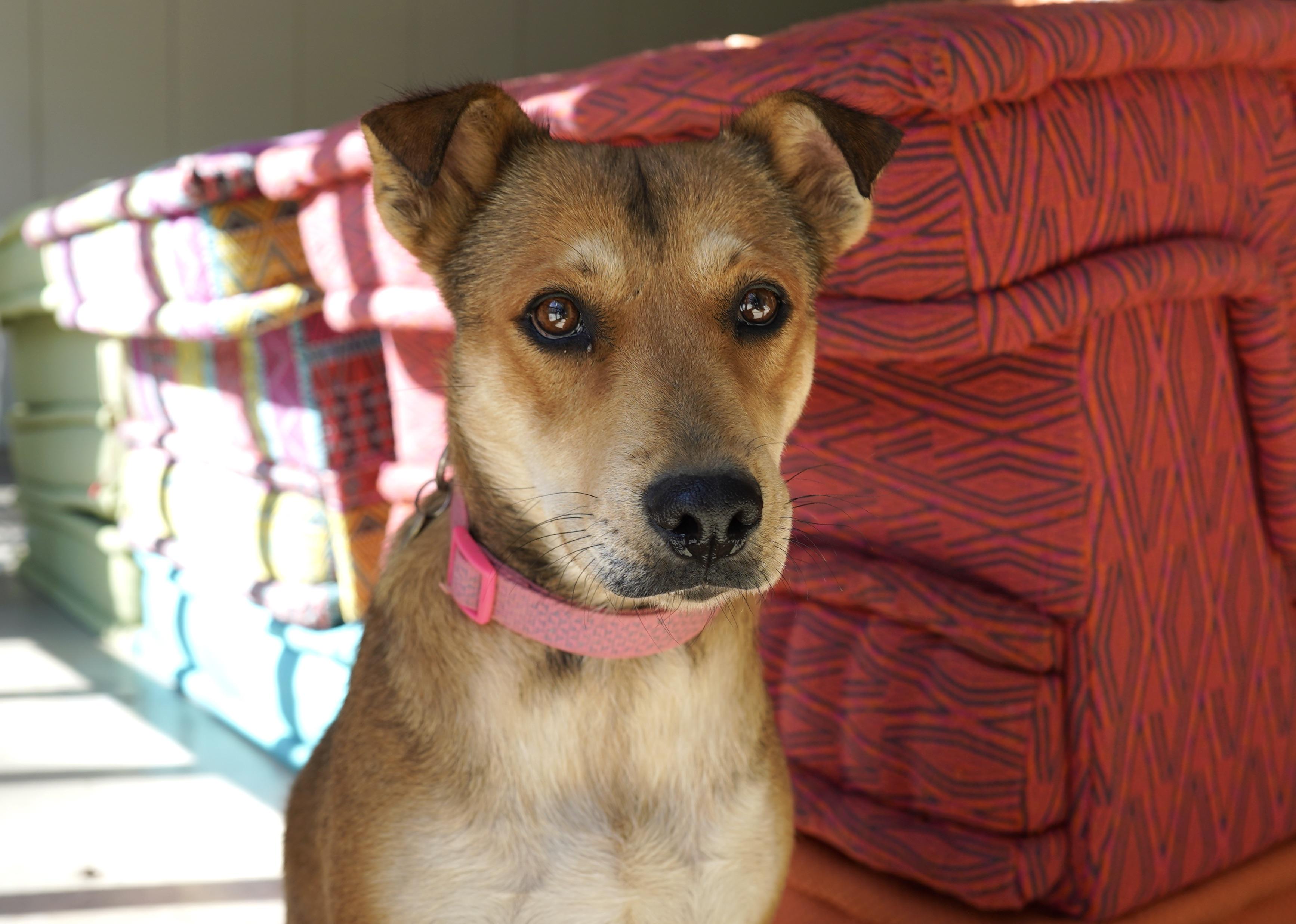 Enlarge Mama Cookie, a Adoptable mixed breed in San Antonio, TX image 2/5