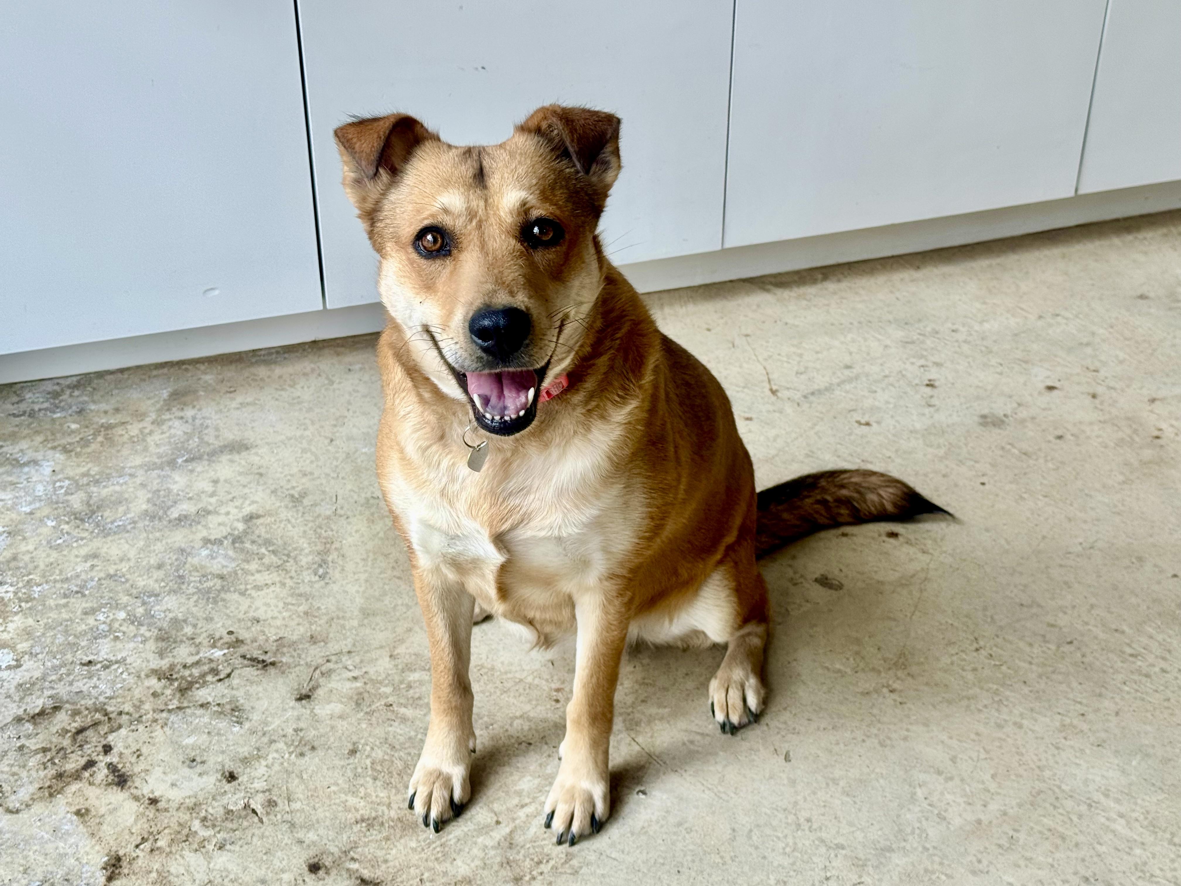 Cookie, Adoptable, Adult Female Collie & Labrador Retriever.