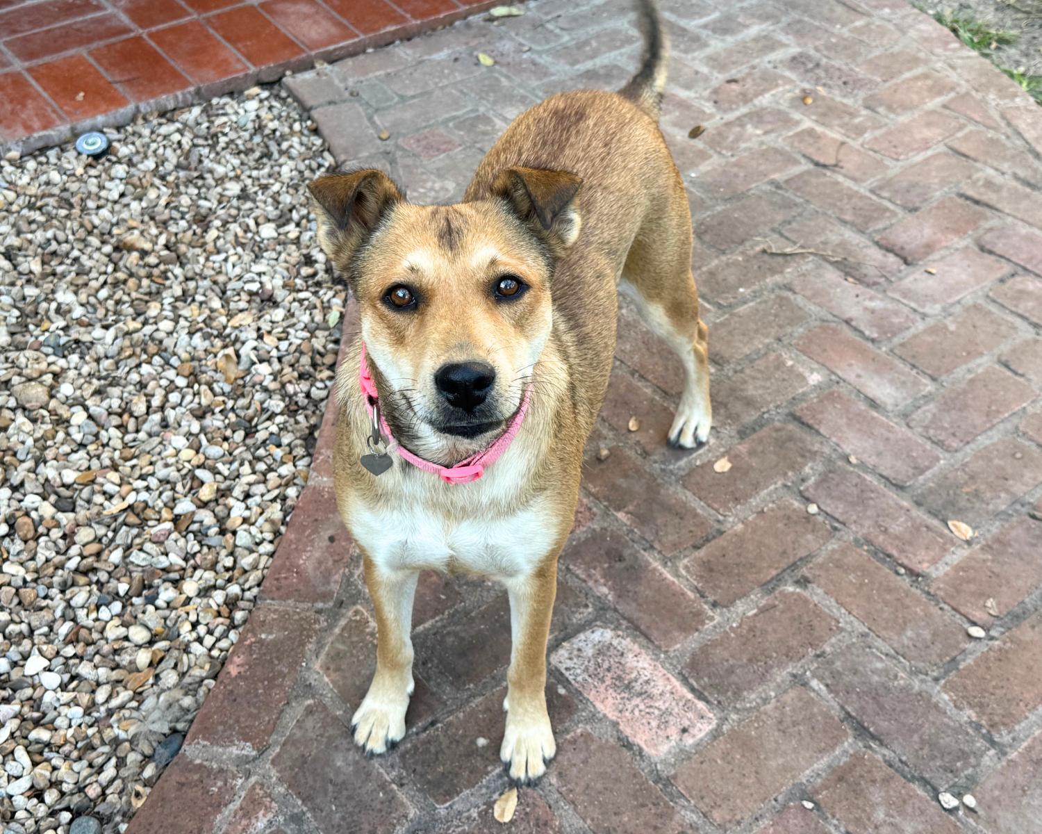 Enlarge Cookie, a Adoptable mixed breed in San Antonio, TX image 2/5