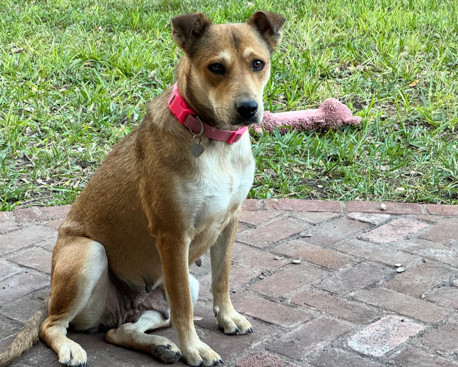 Enlarge Cookie, a Adoptable mixed breed in San Antonio, TX image 3/5