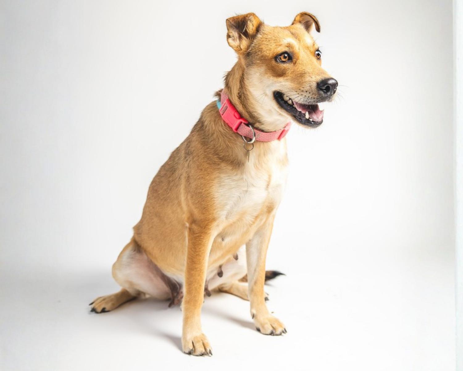 Enlarge Cookie, a Adoptable mixed breed in San Antonio, TX image 1/5