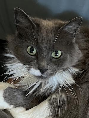 Enlarge Valencia, a Adoptable Domestic Long Hair in Connelly Springs, NC image 1/2